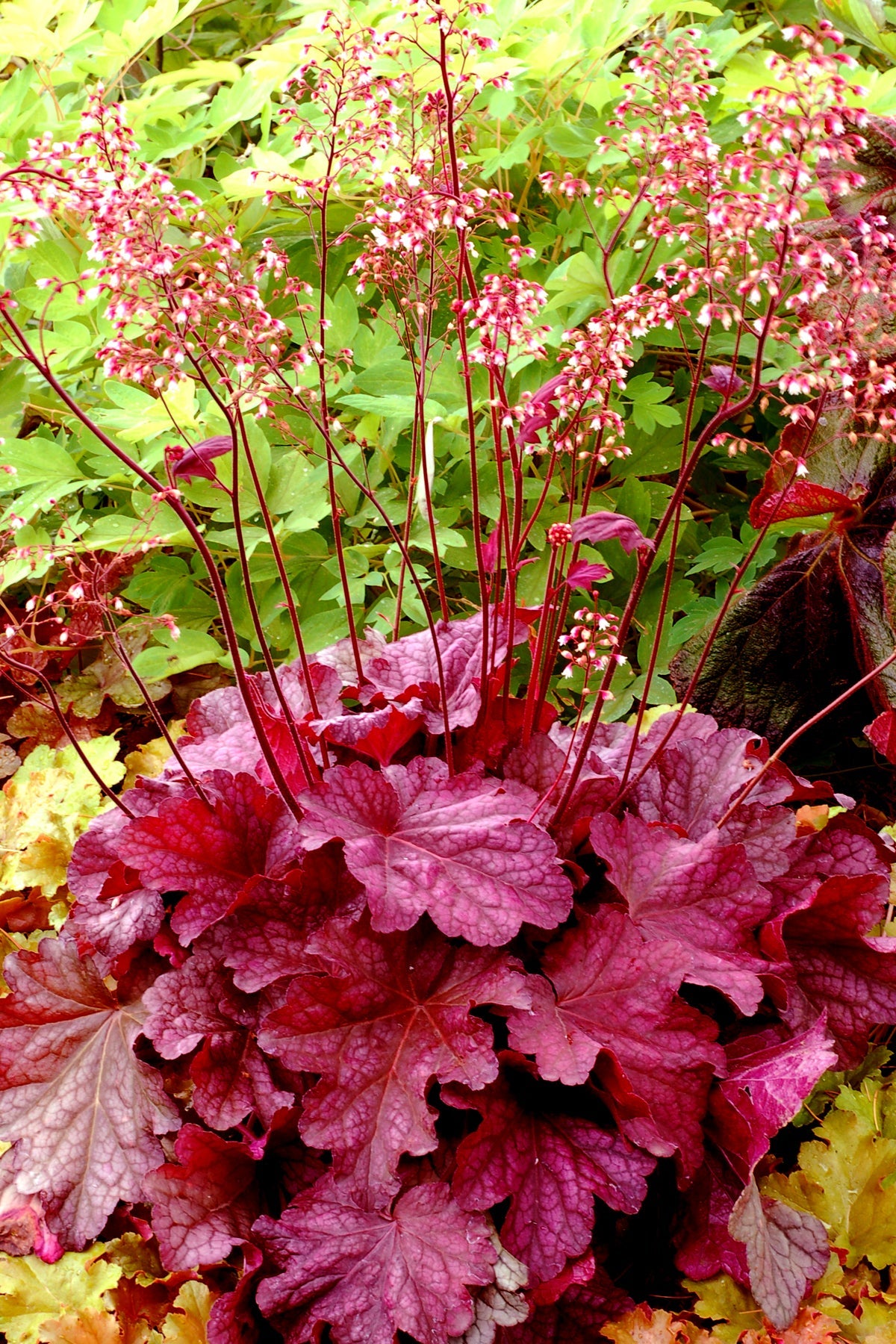 Heuchera