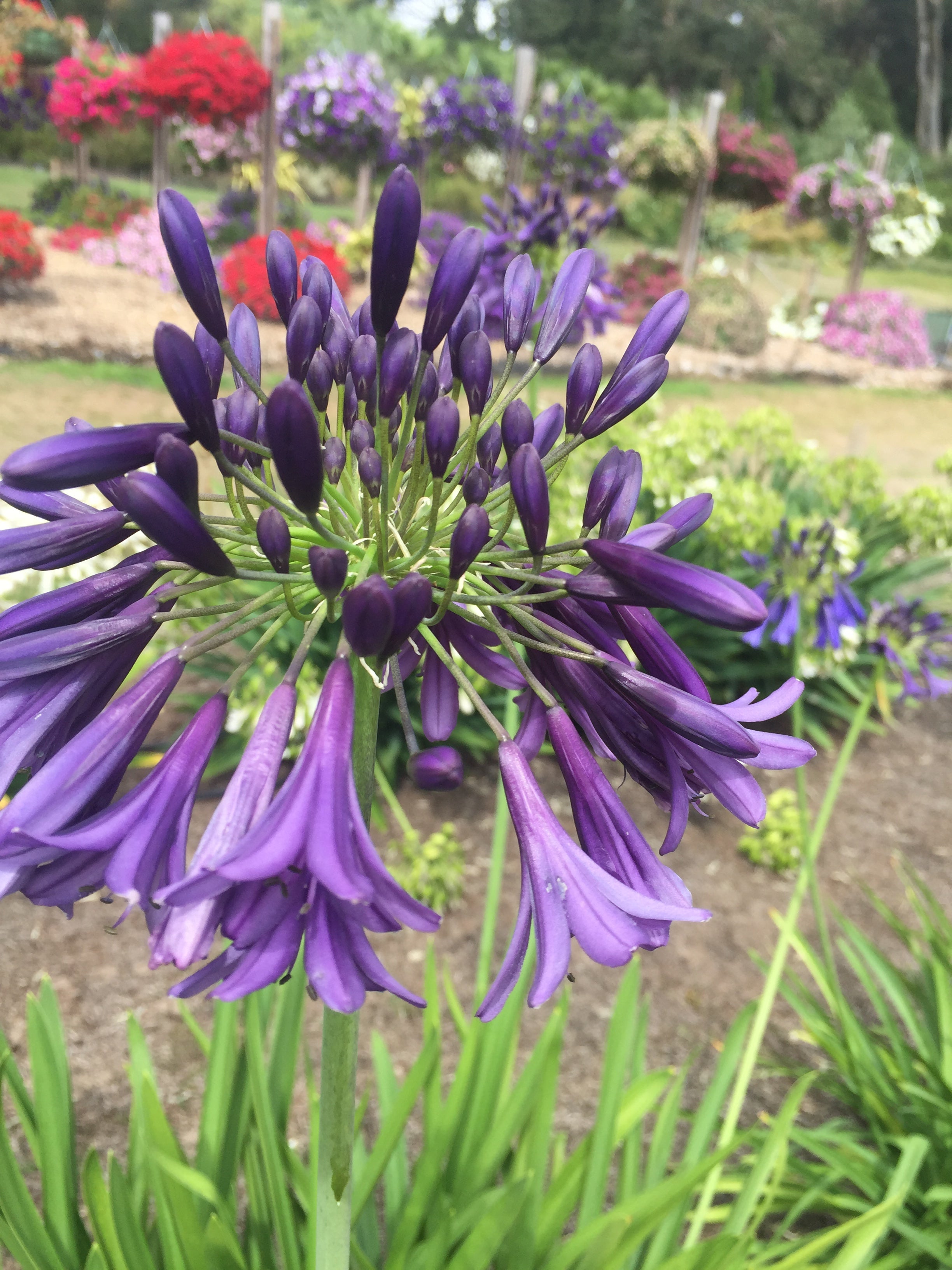 Agapanthus Purple Heart