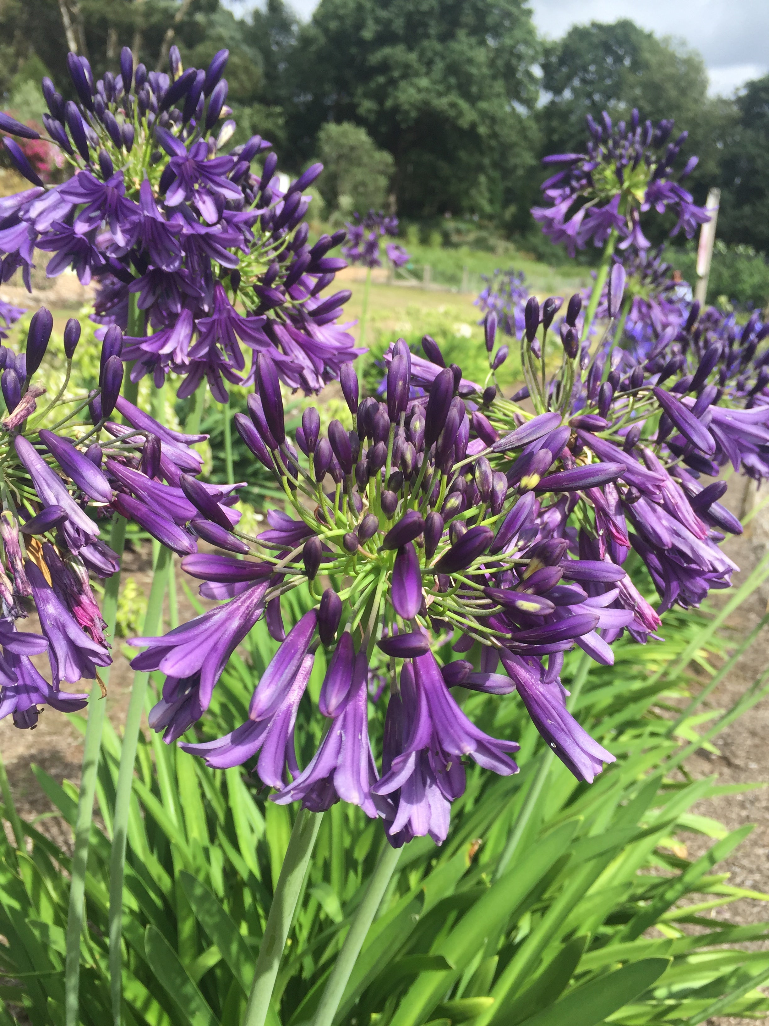 Agapanthus Purple Heart