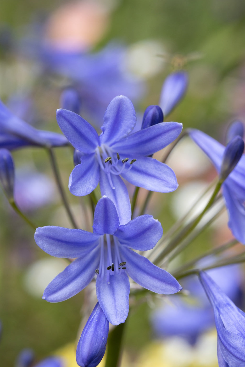 Agapanthus Lapis Lazuli