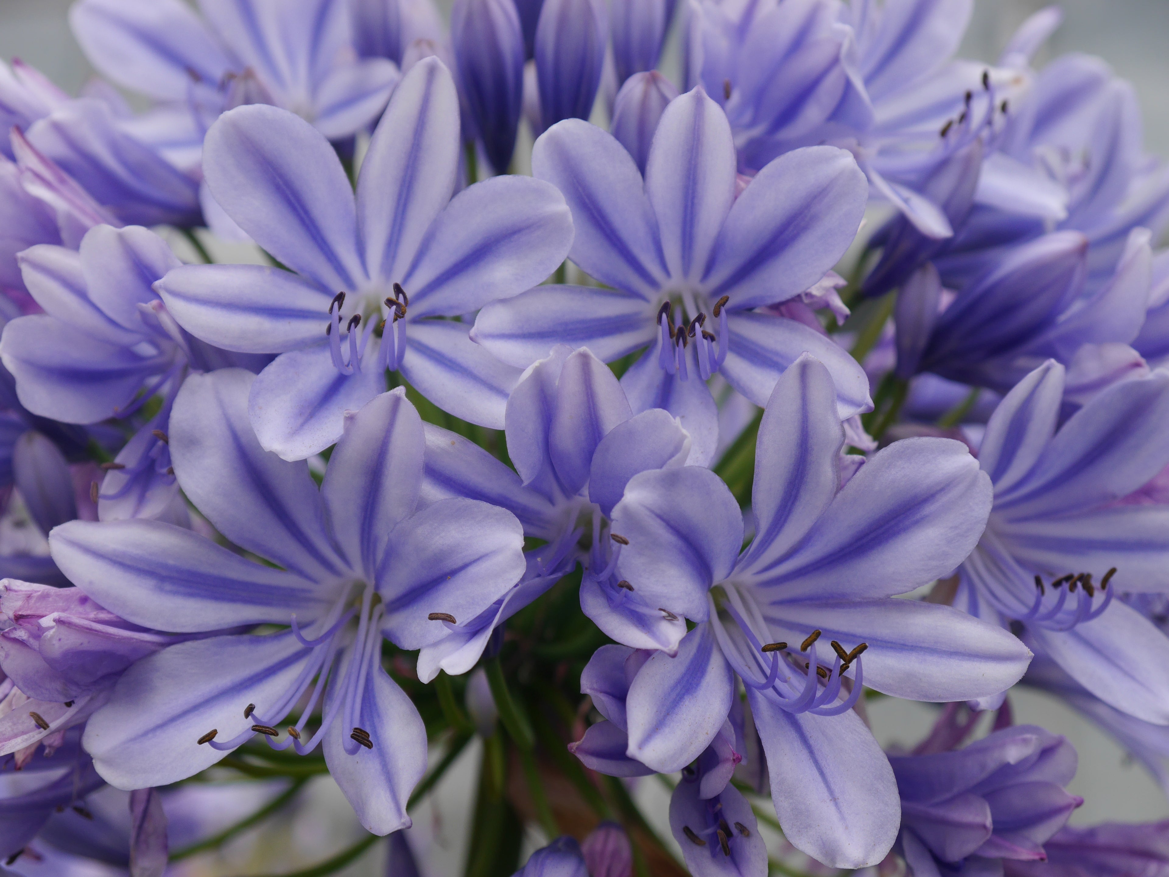 Agapanthus Full Moon