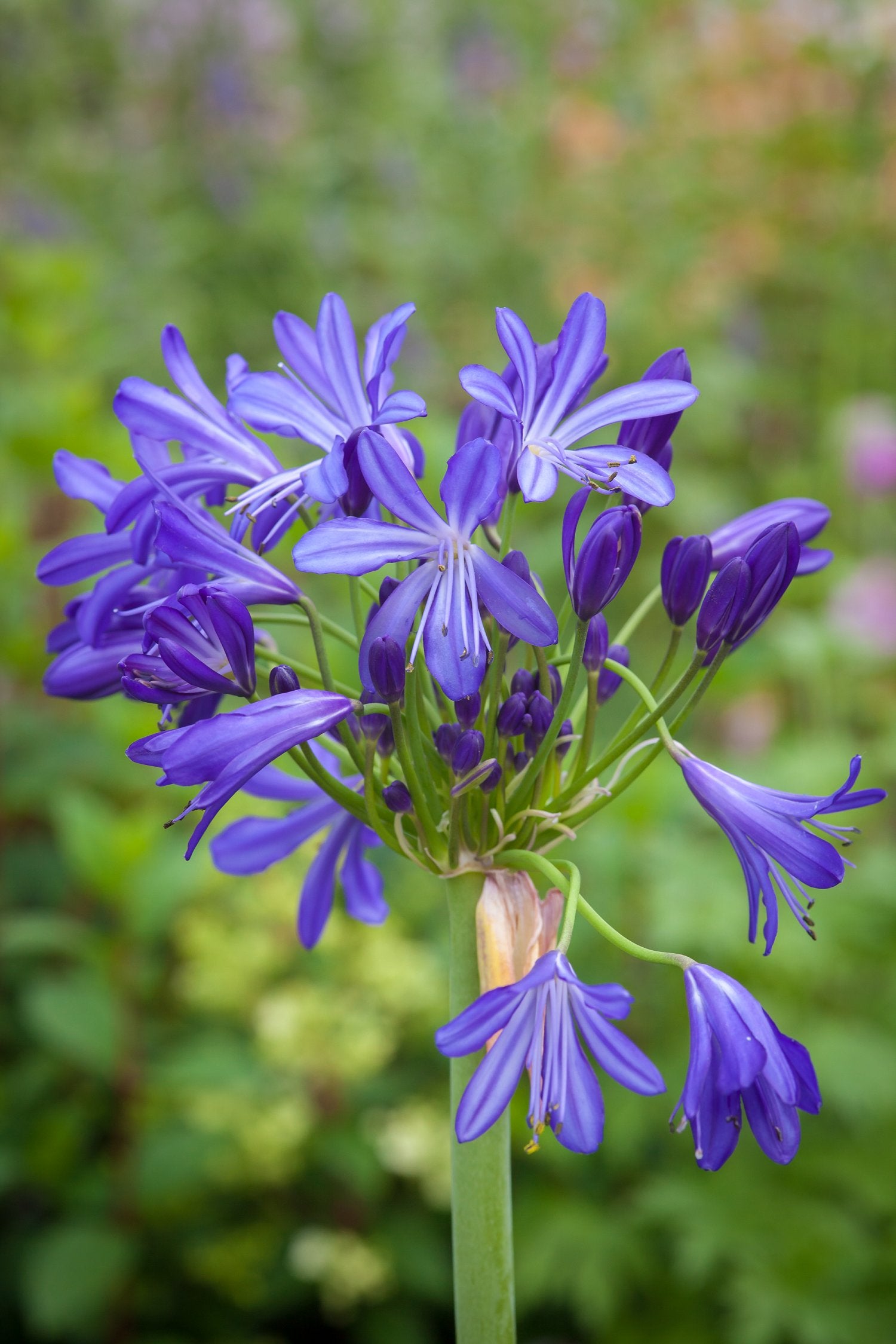 Agapanthus African Skies