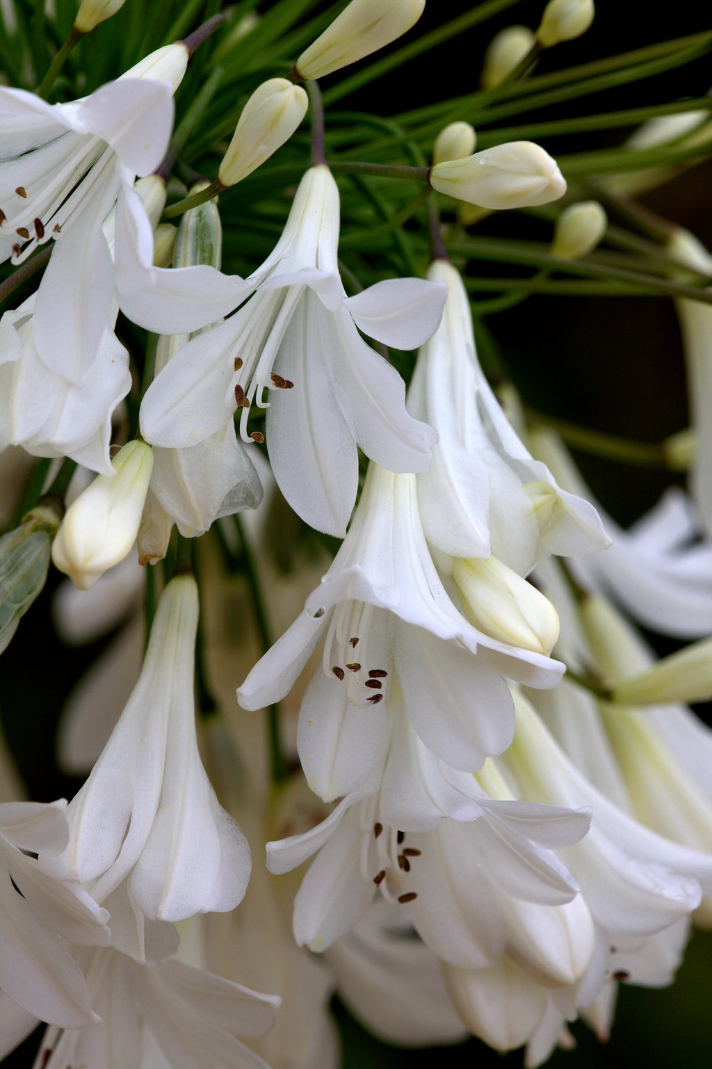 Agapanthus Arctic Star
