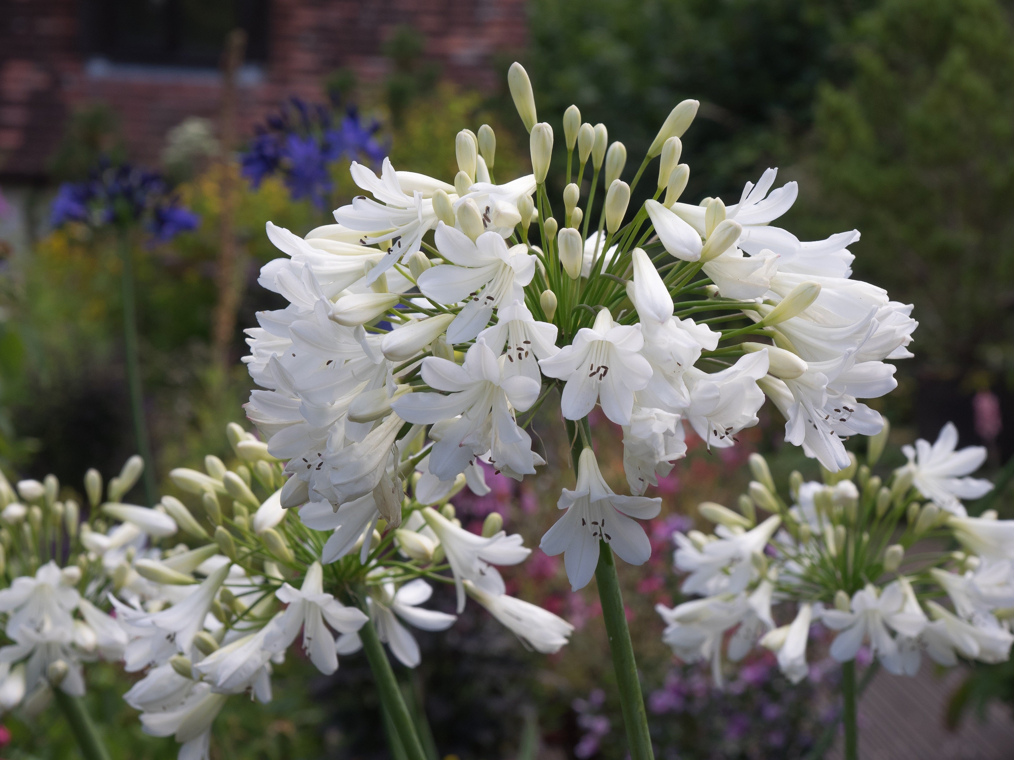 Agapanthus Arctic Star