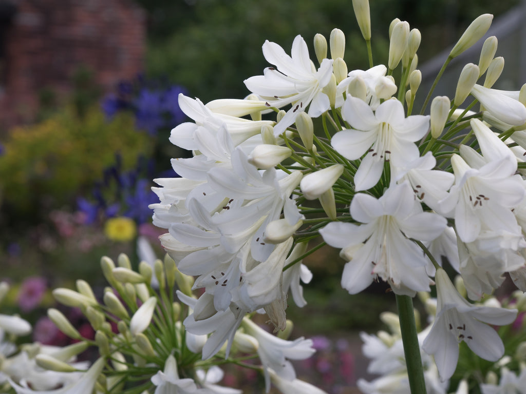 Agapanthus Arctic Star