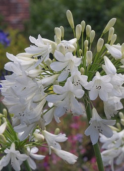 Agapanthus Arctic Star