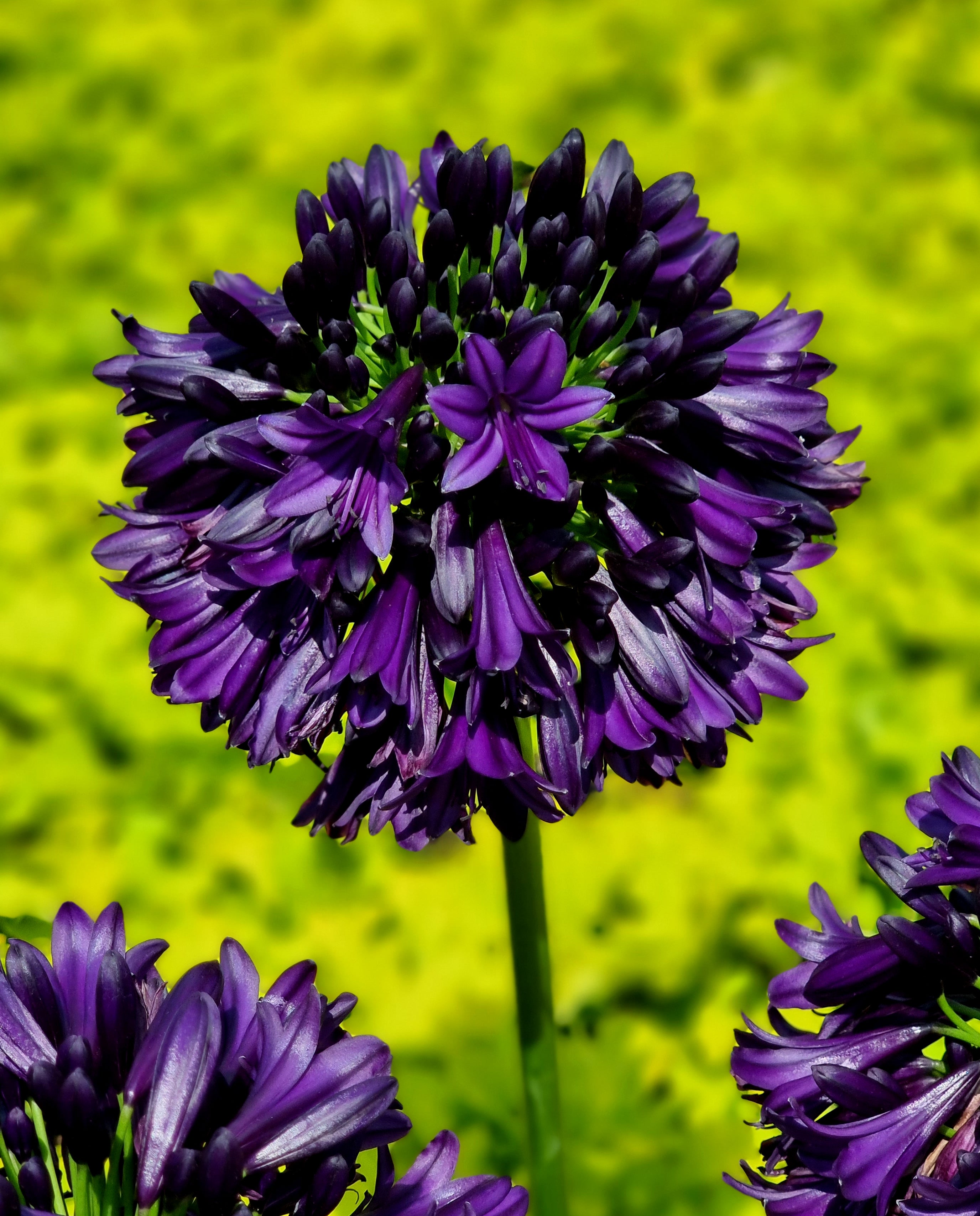 Agapanthus Blackjack
