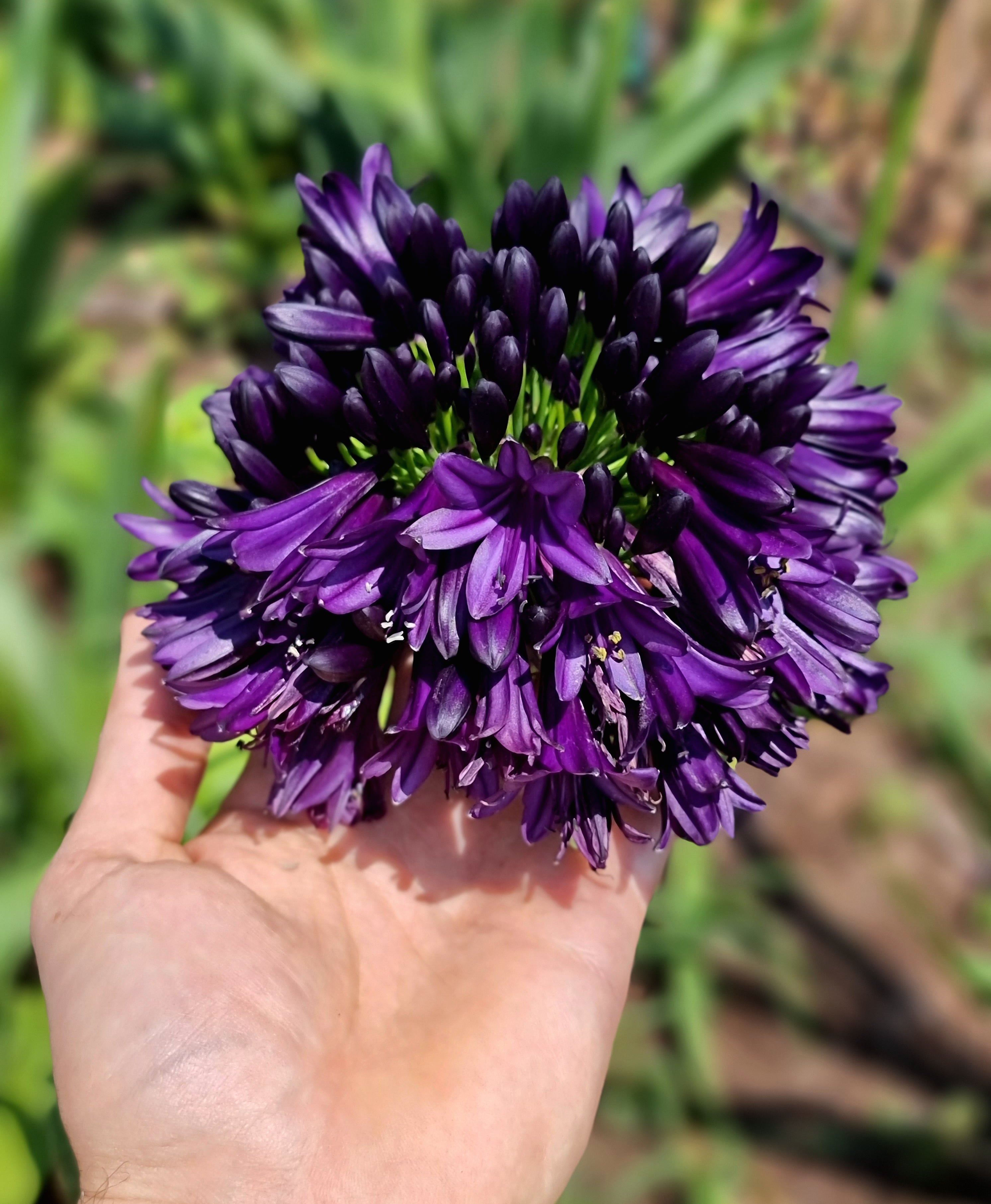 Agapanthus Blackjack
