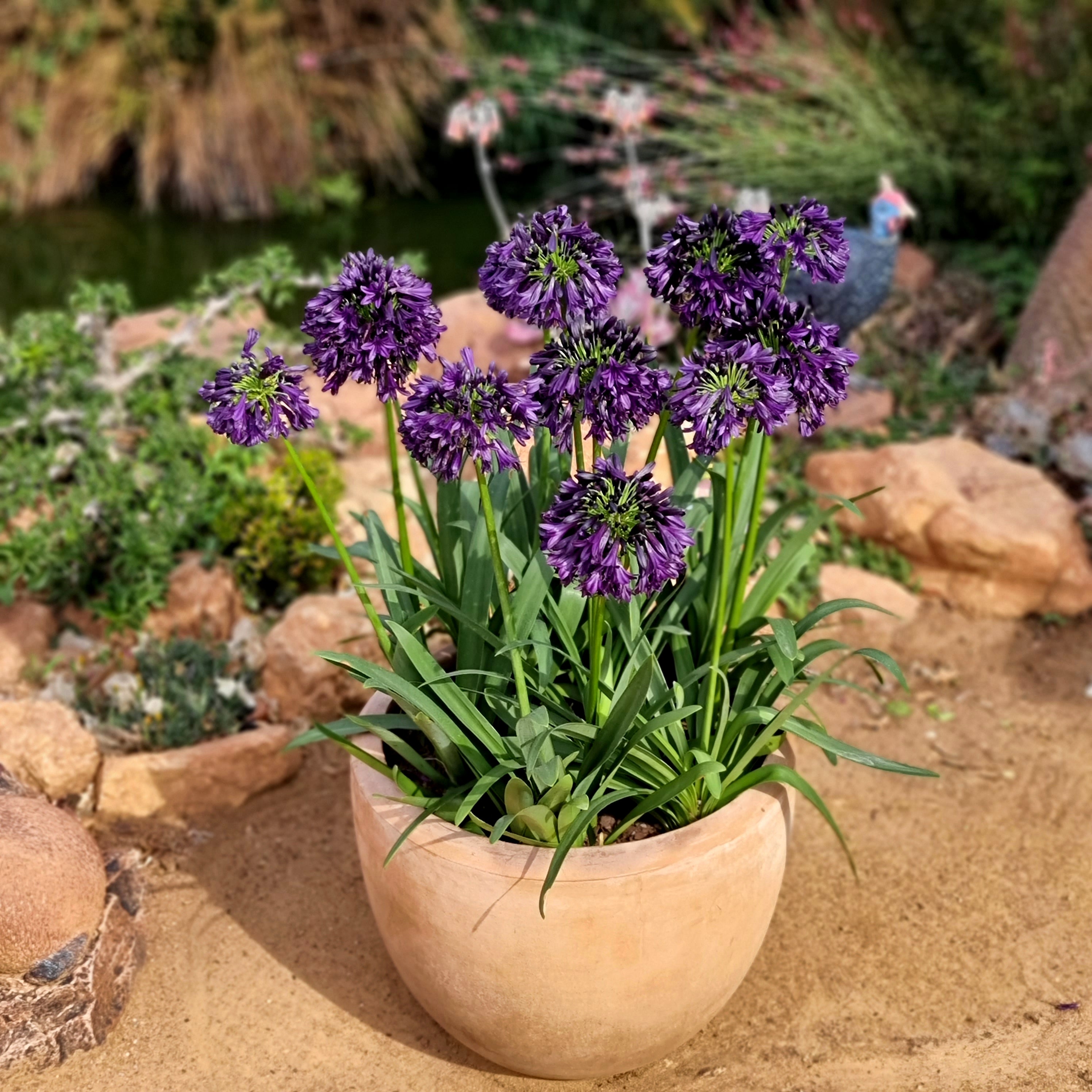 Agapanthus Blackjack