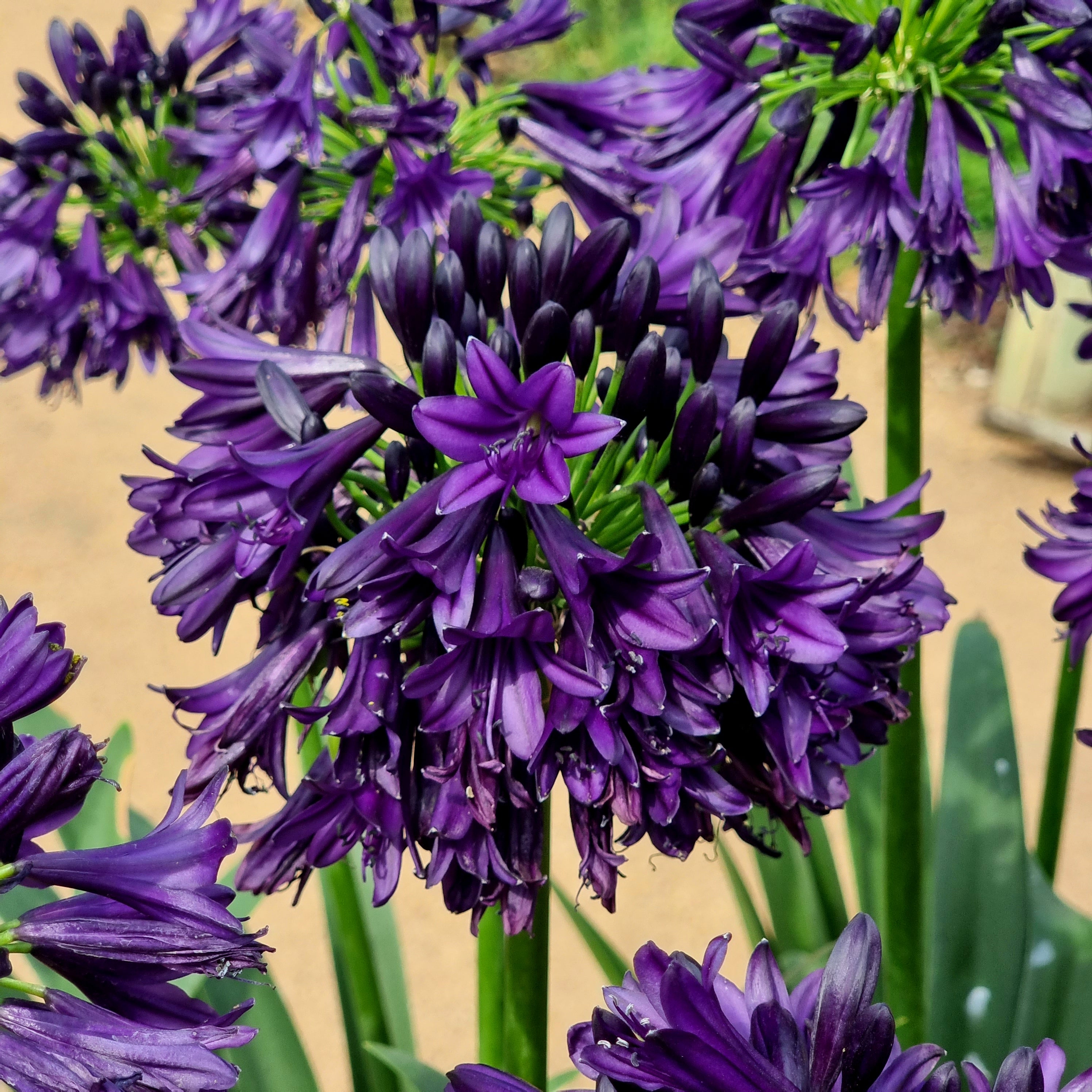 Agapanthus Blackjack