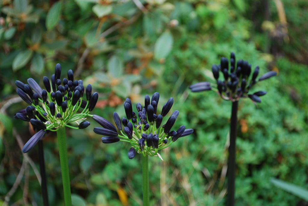 Agapanthus Black Magic