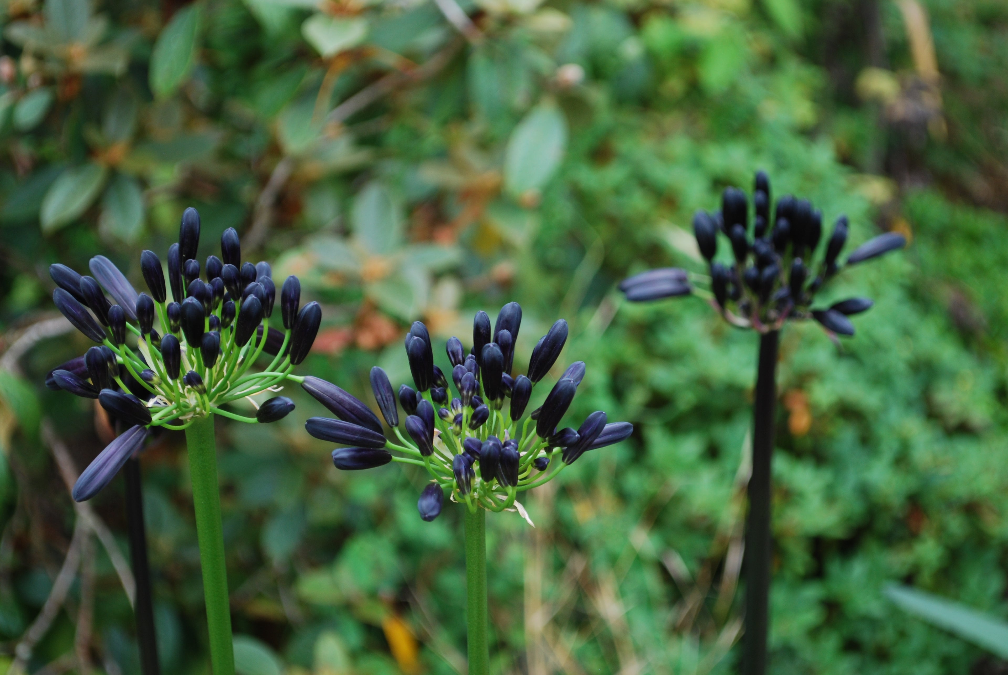 Agapanthus Black Magic
