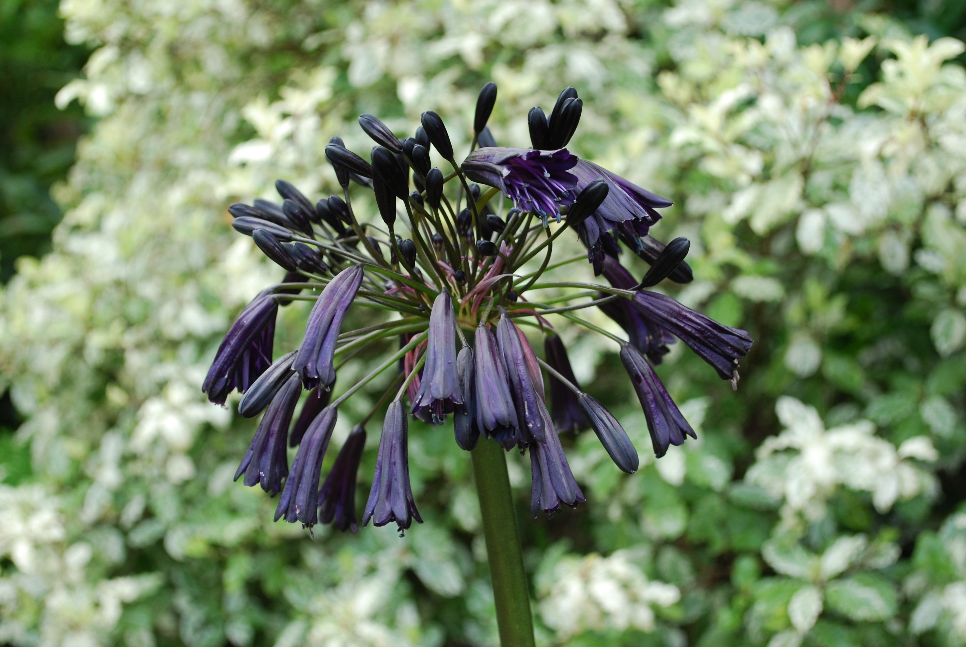 Agapanthus Black Magic