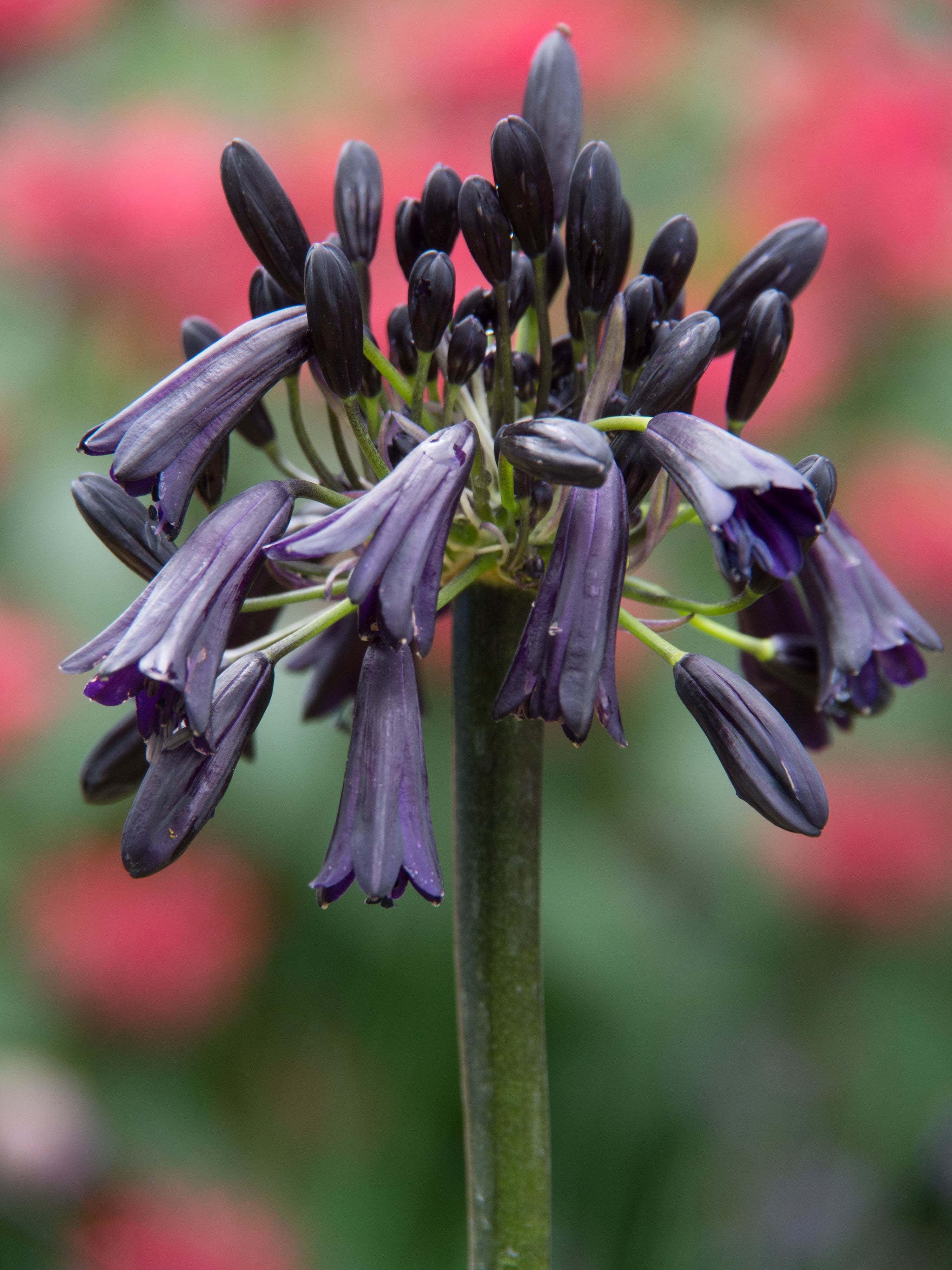 Agapanthus Black Magic