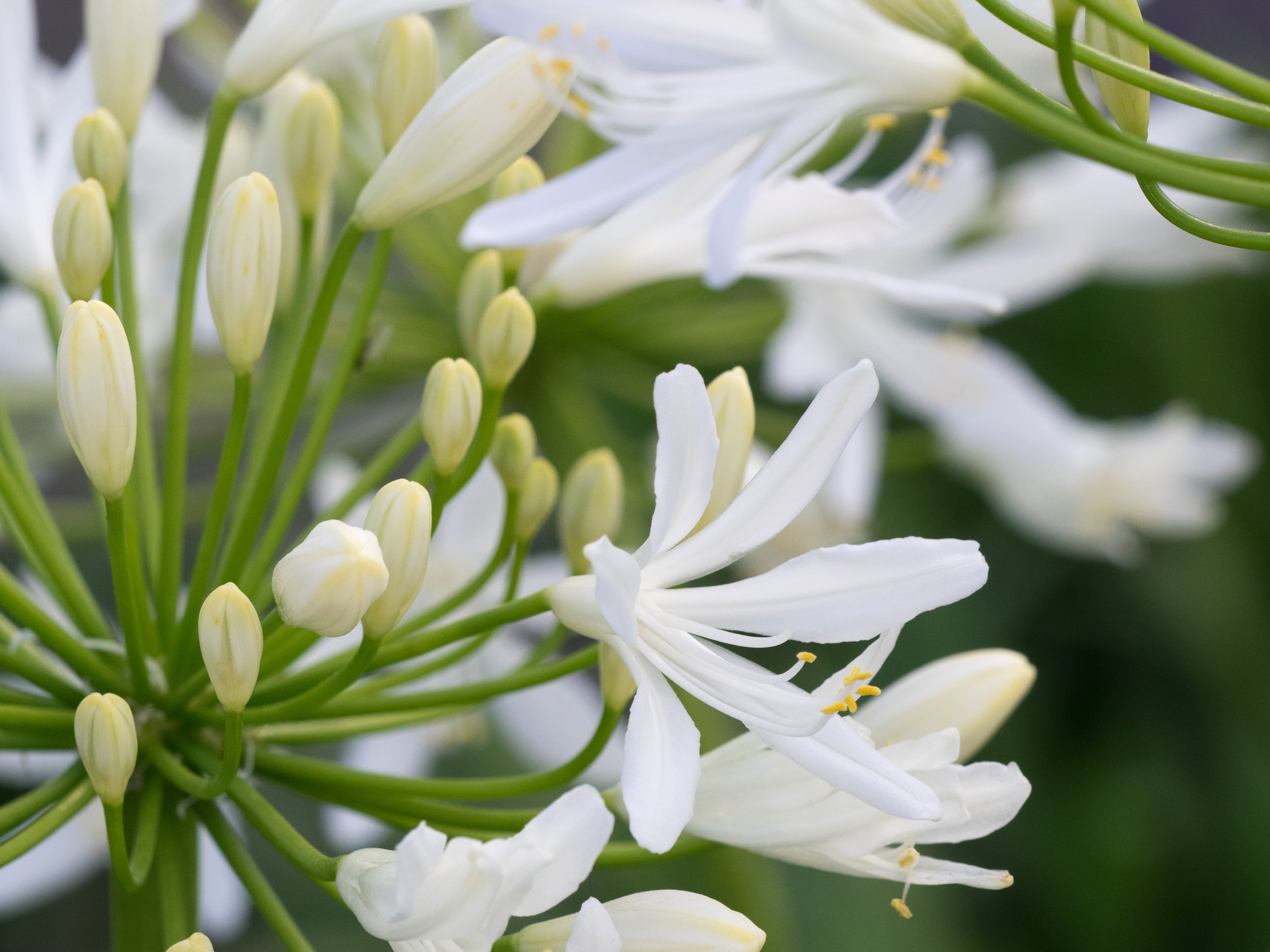 Agapanthus Bridal Bouquet
