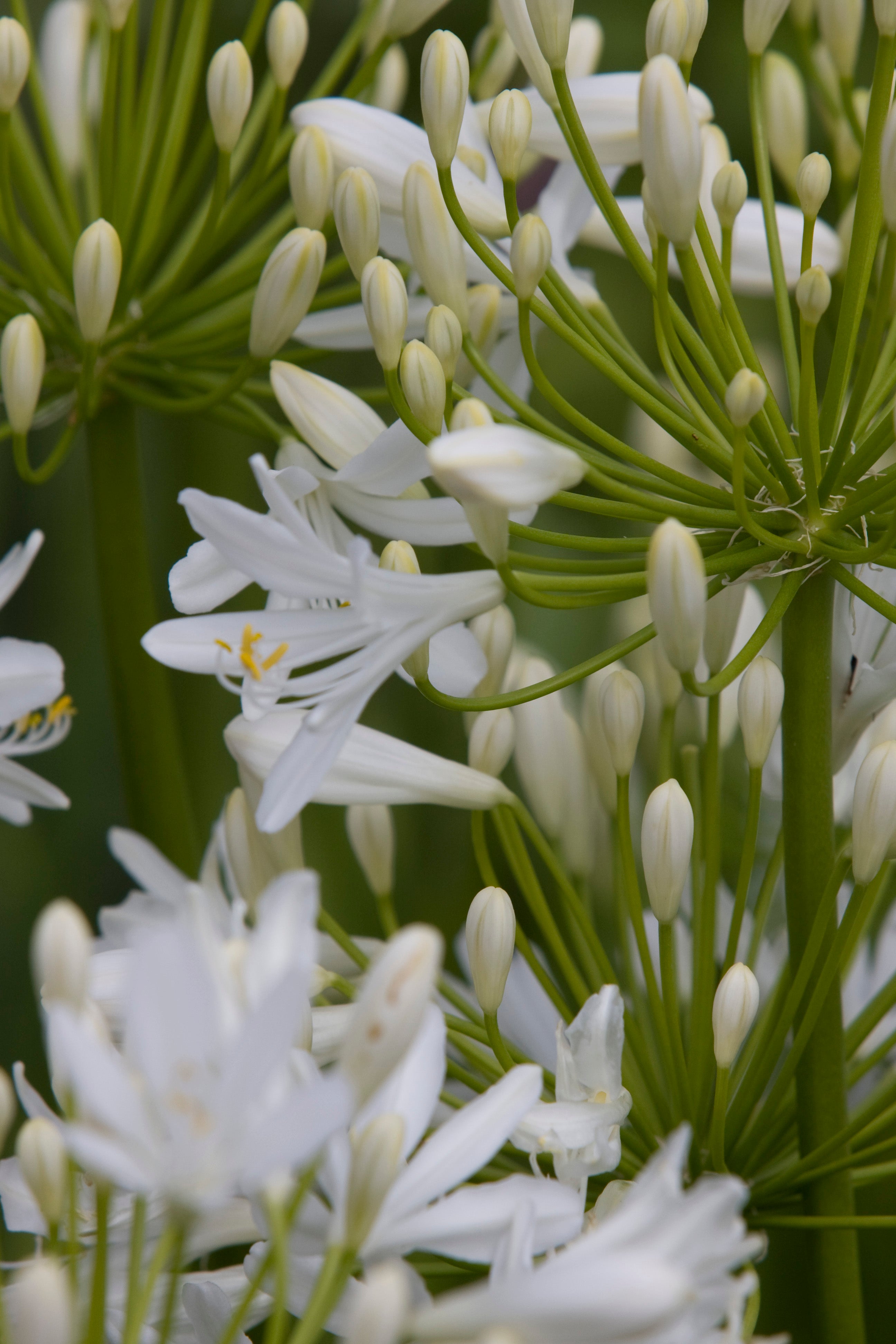 Agapanthus Bridal Bouquet