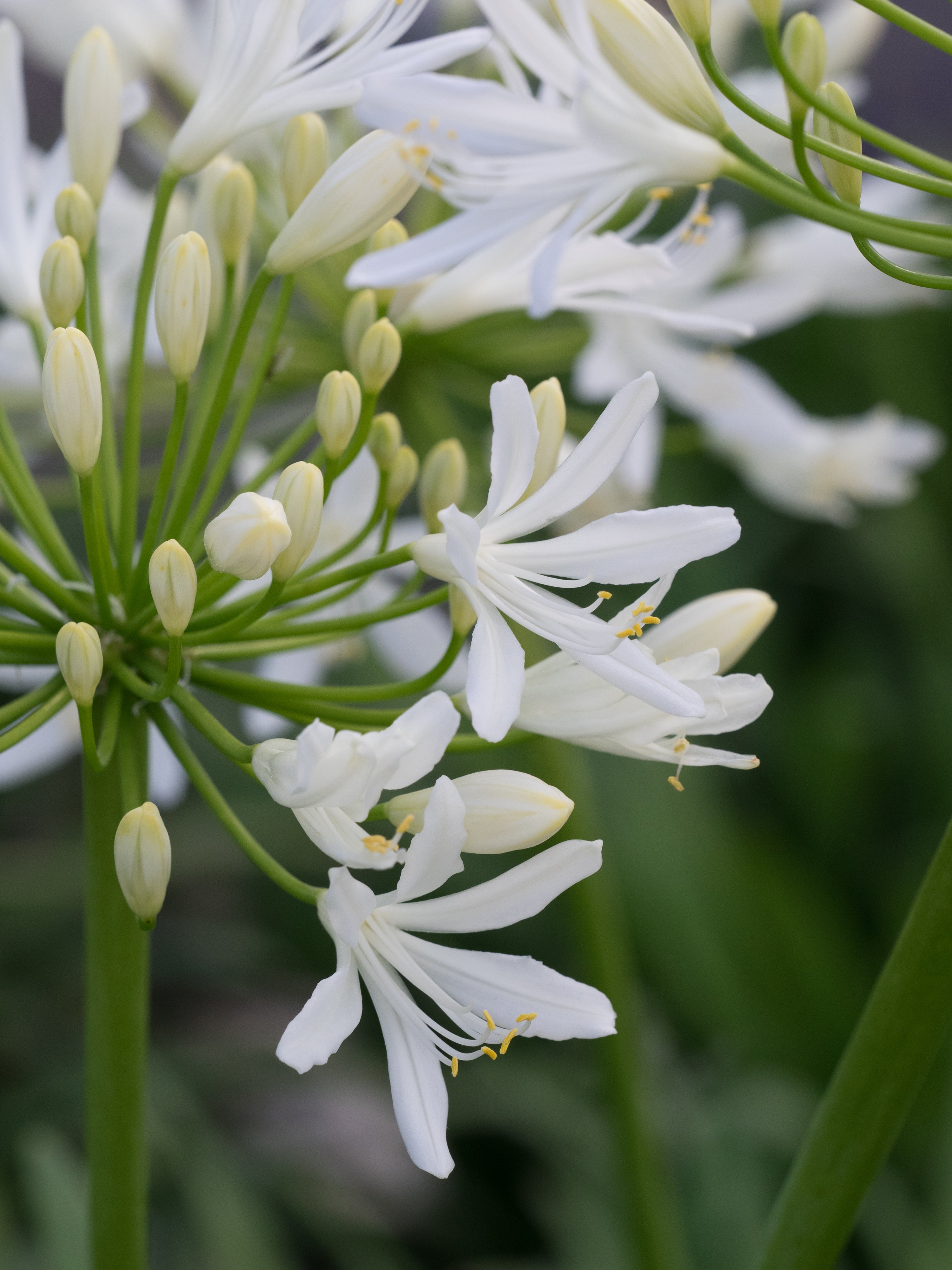 Agapanthus Bridal Bouquet
