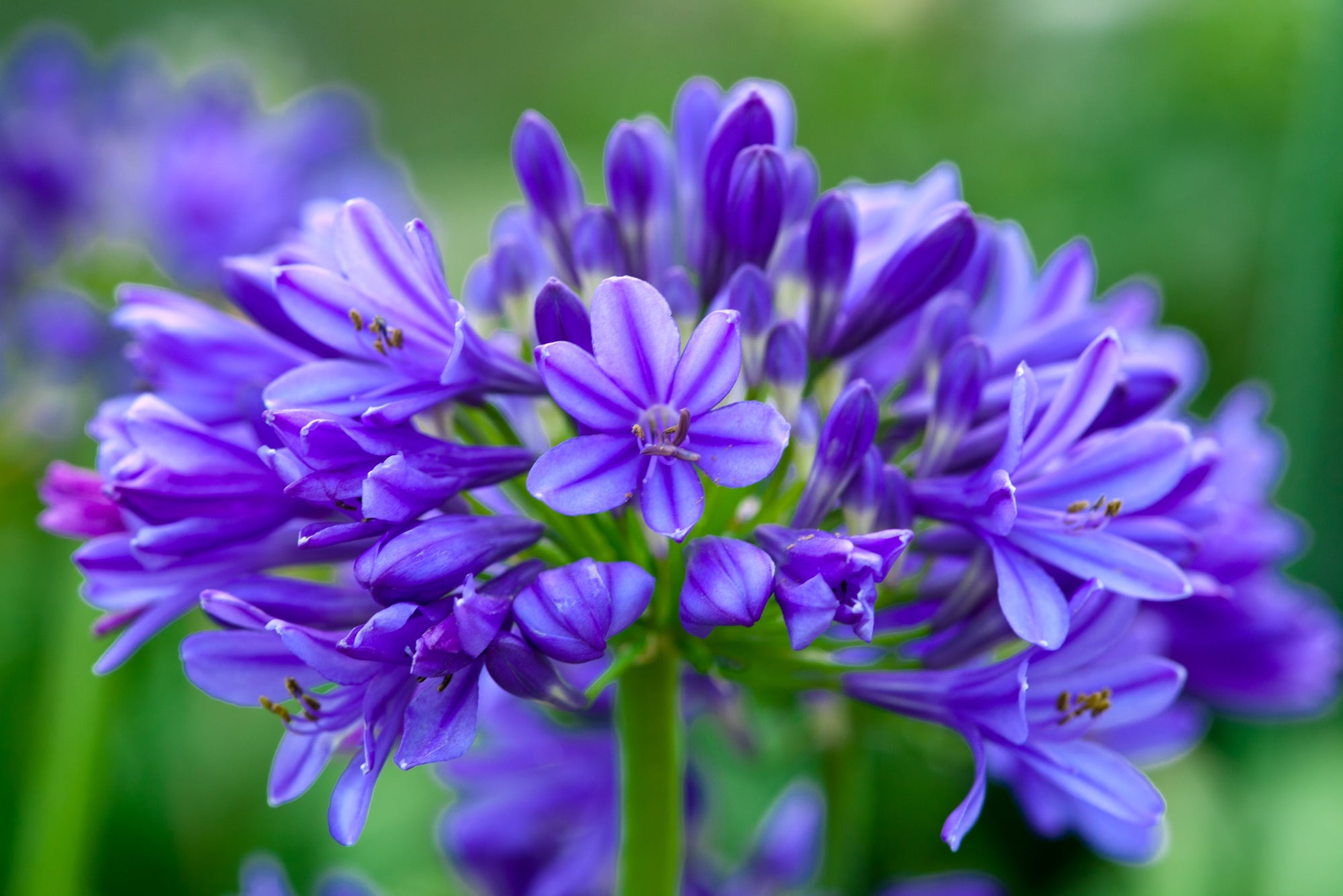 Agapanthus Brilliant Blue