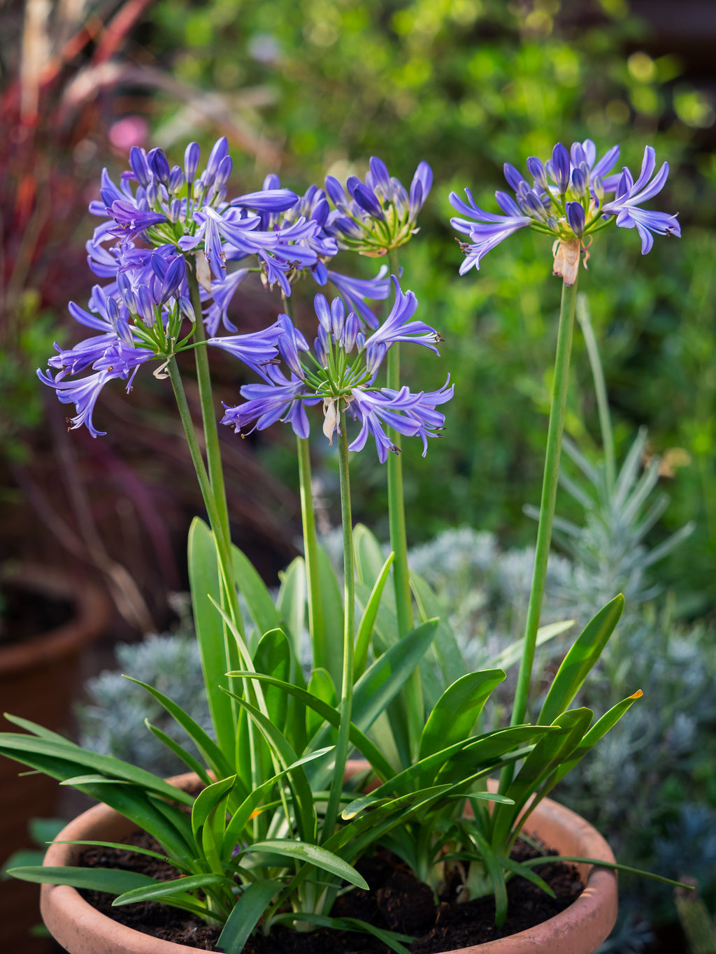Agapanthus Charlotte