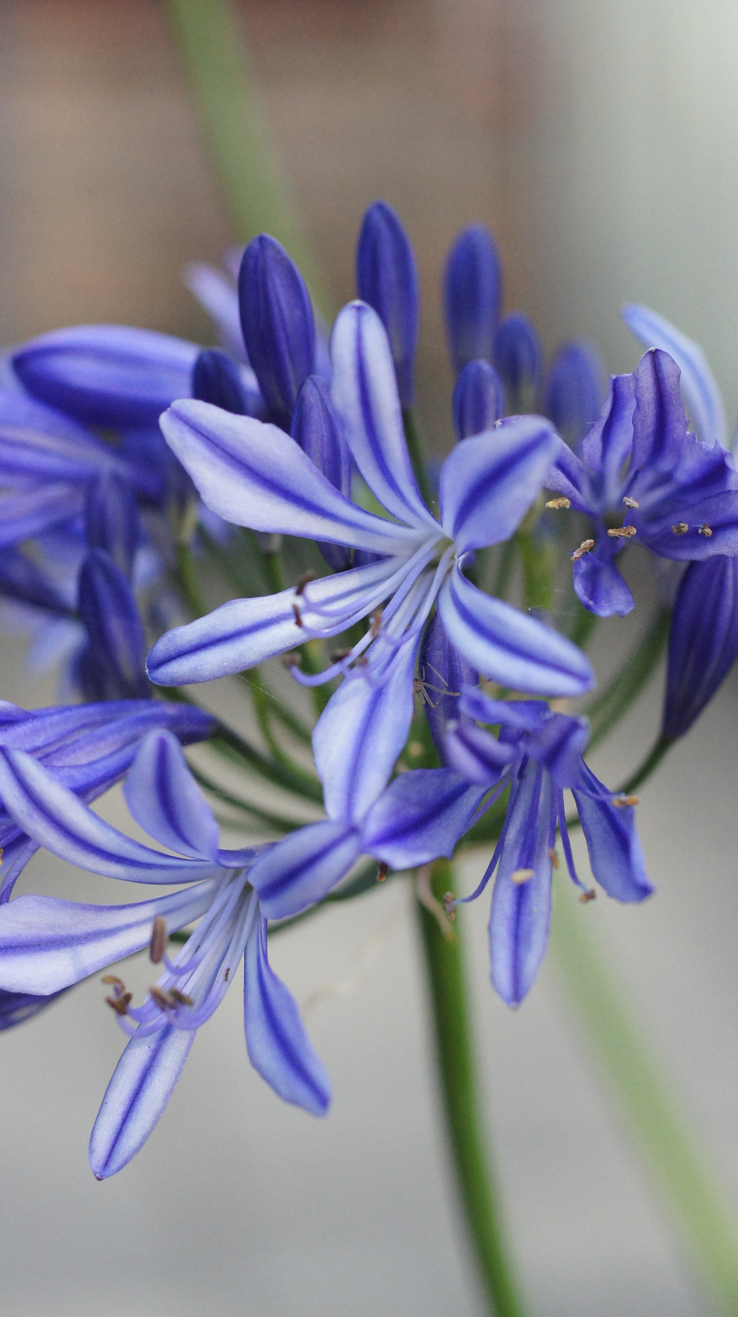 Agapanthus Charlotte