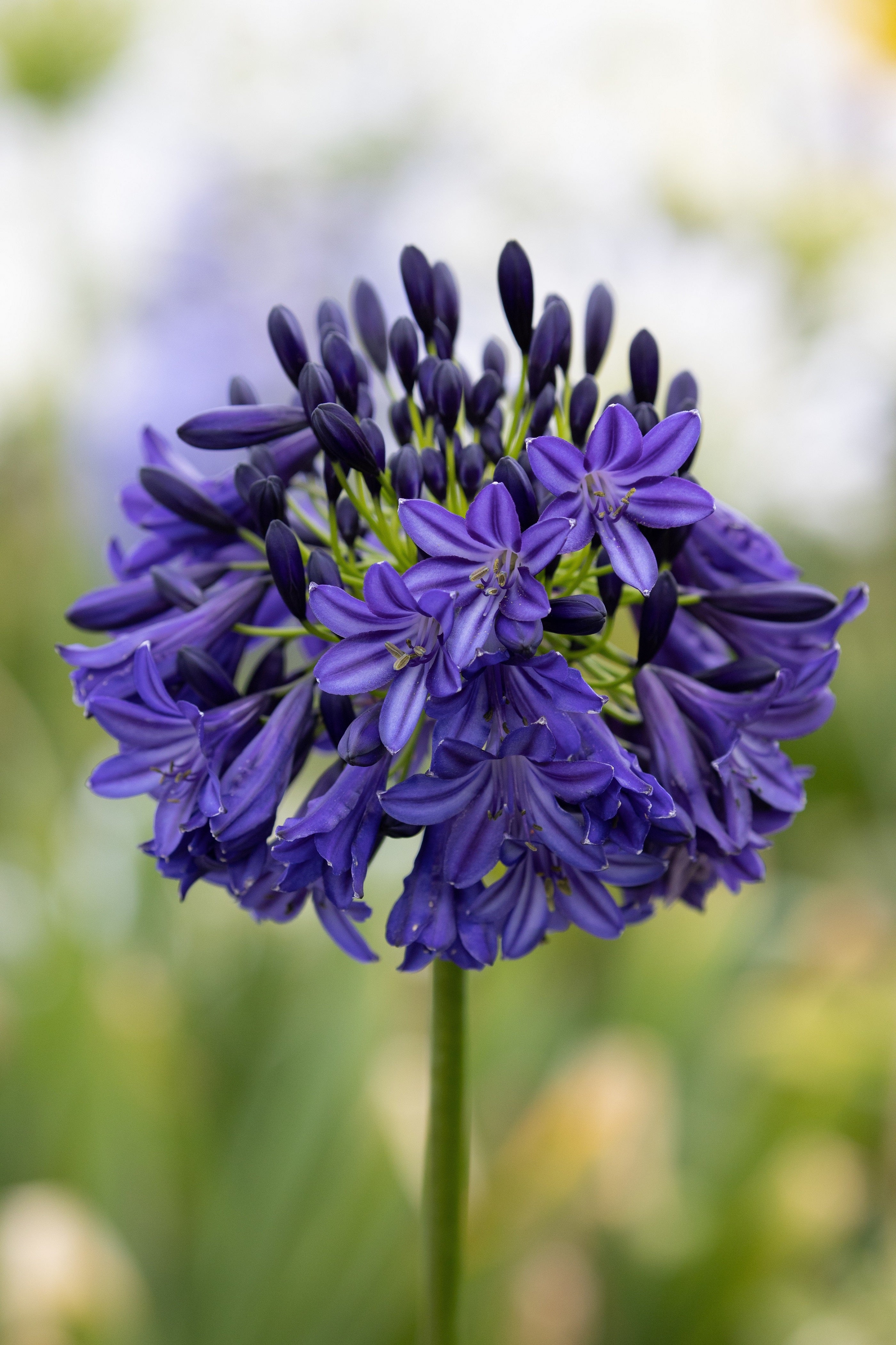 Agapanthus Dark Silk