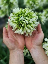 Agapanthus Emerald Ice