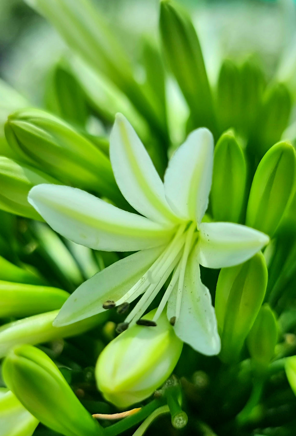 Agapanthus Emerald Ice