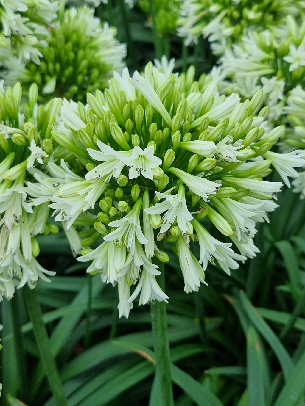 Agapanthus Emerald Ice