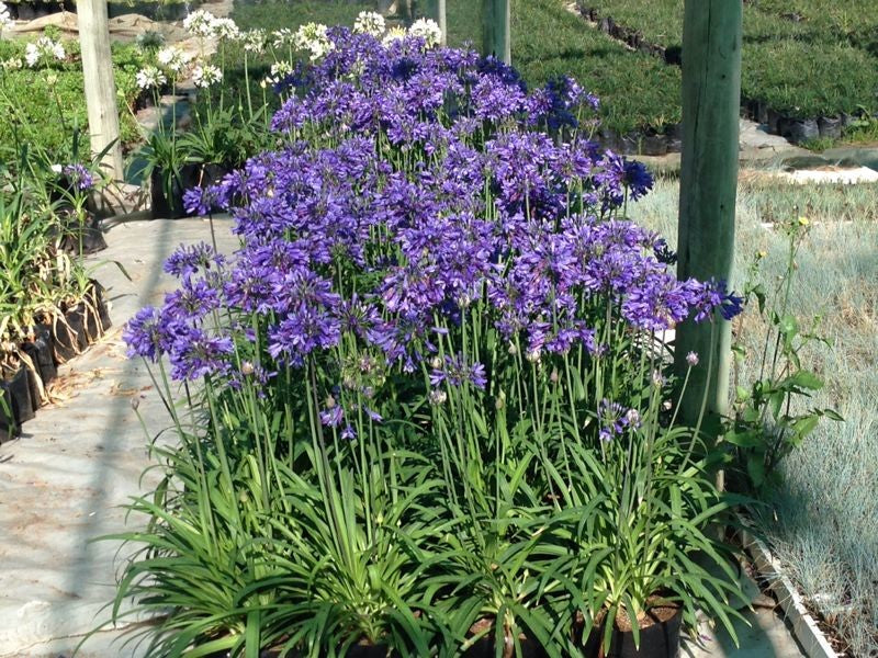 Agapanthus Ever Sapphire