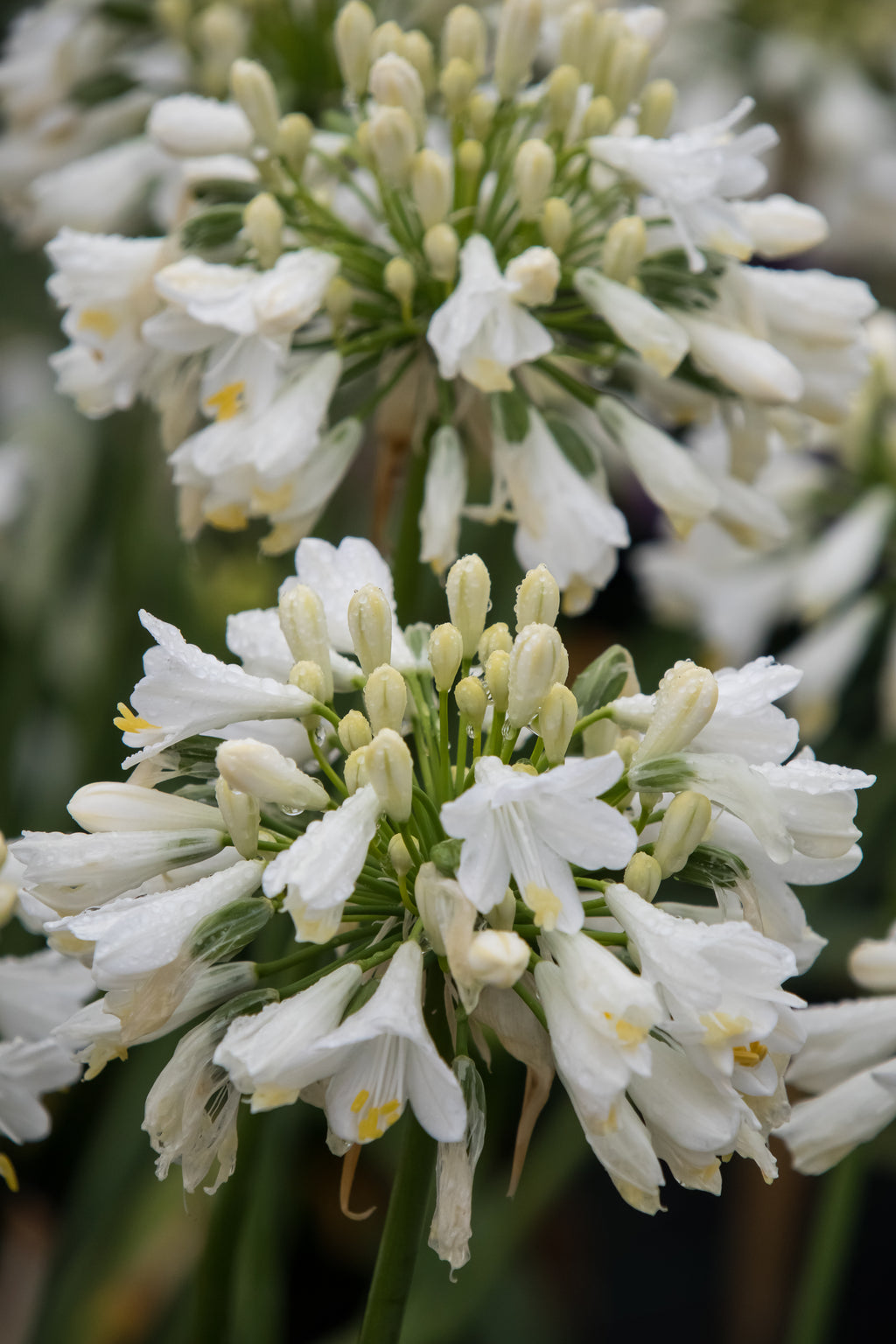 Agapanthus Ever White
