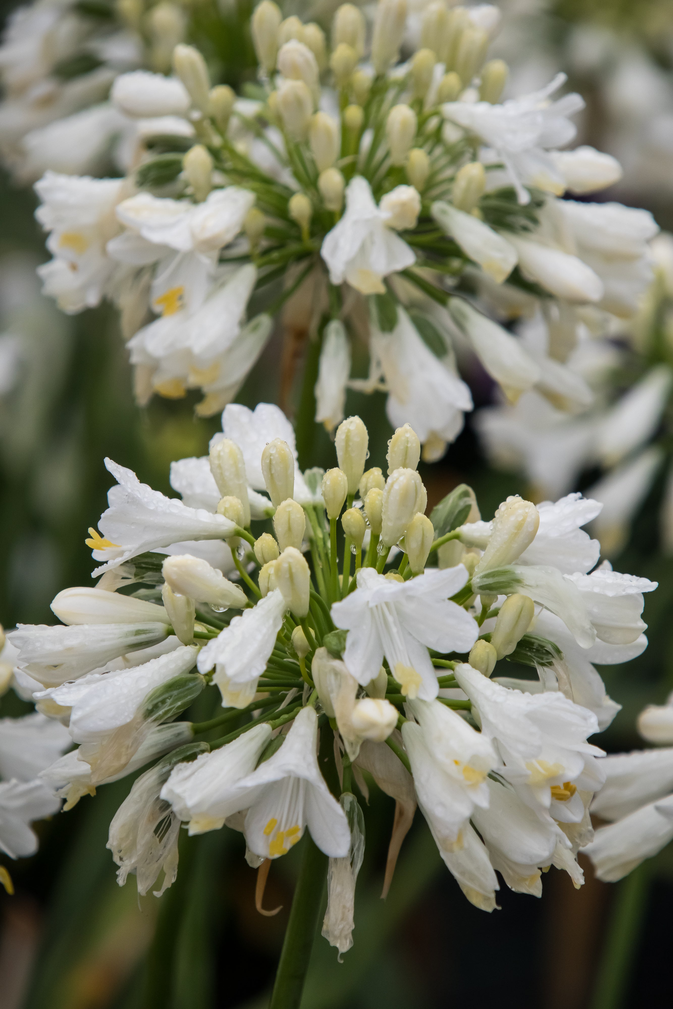 Agapanthus Ever White