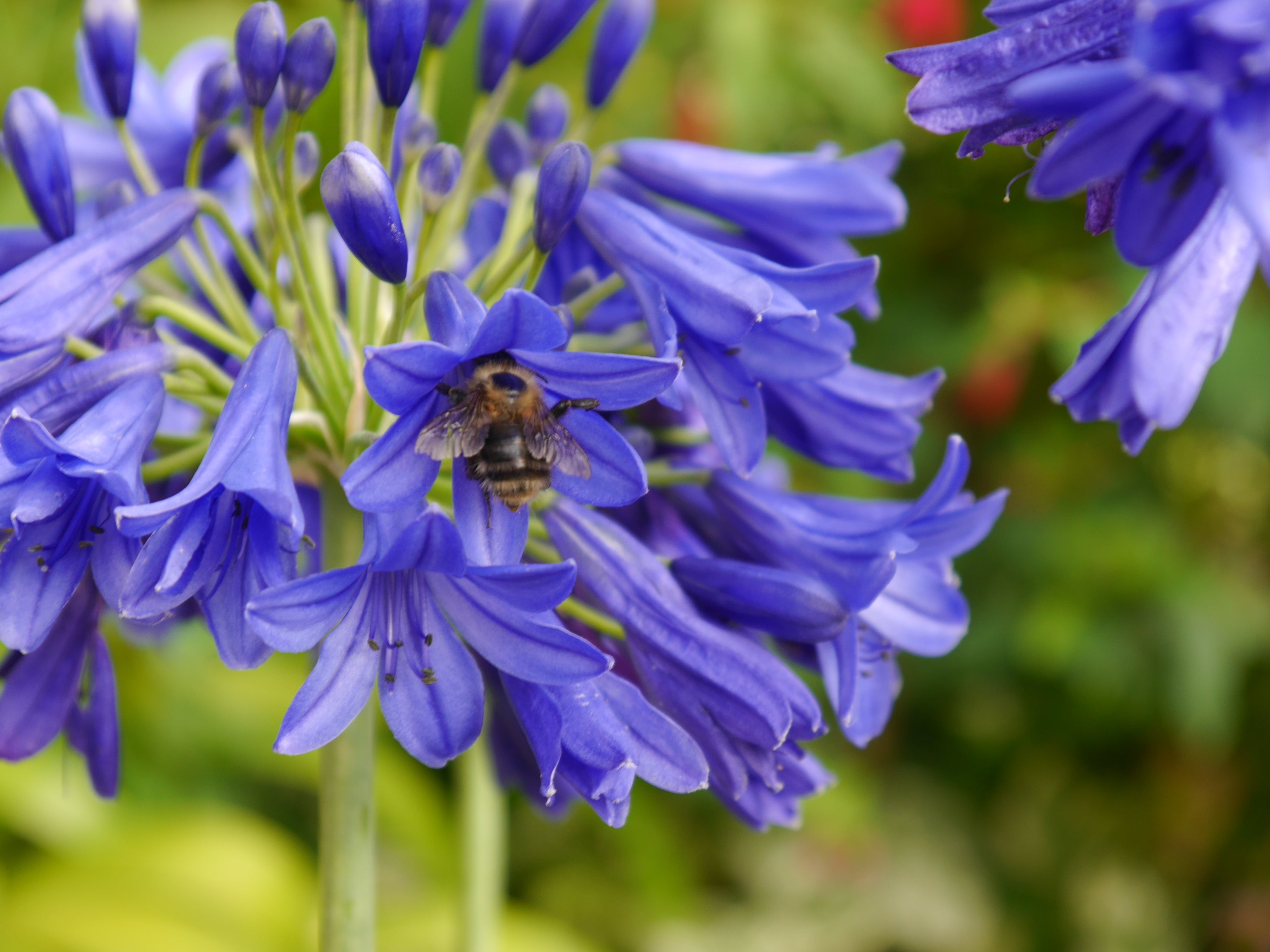 Agapanthus Flower of Love