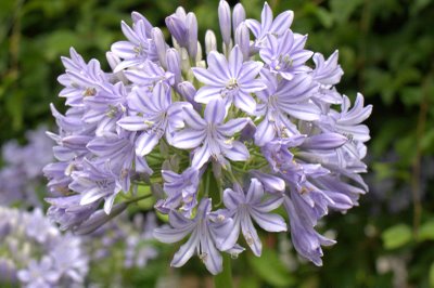 Agapanthus Glenavon