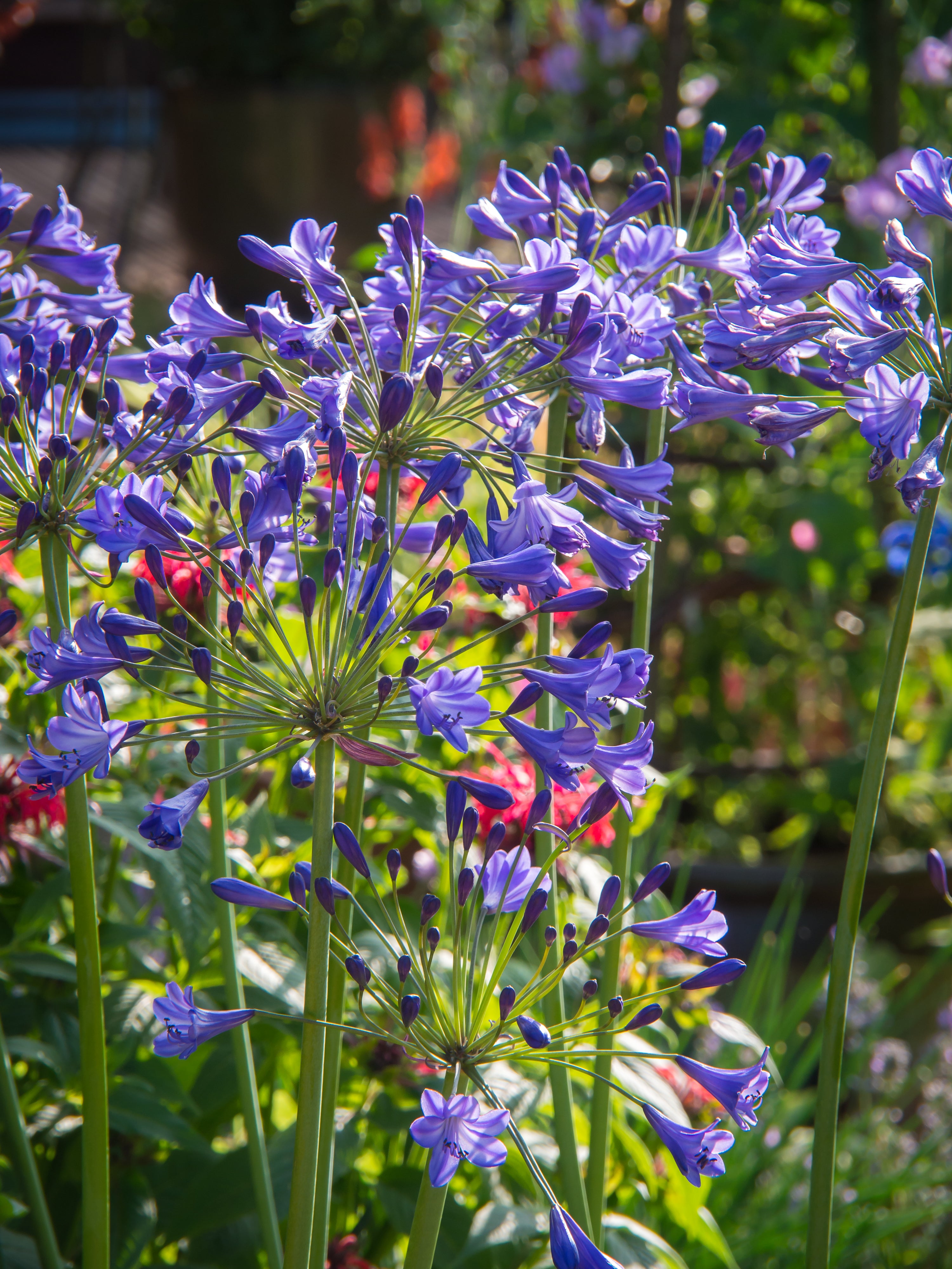 Agapanthus Jacaranda