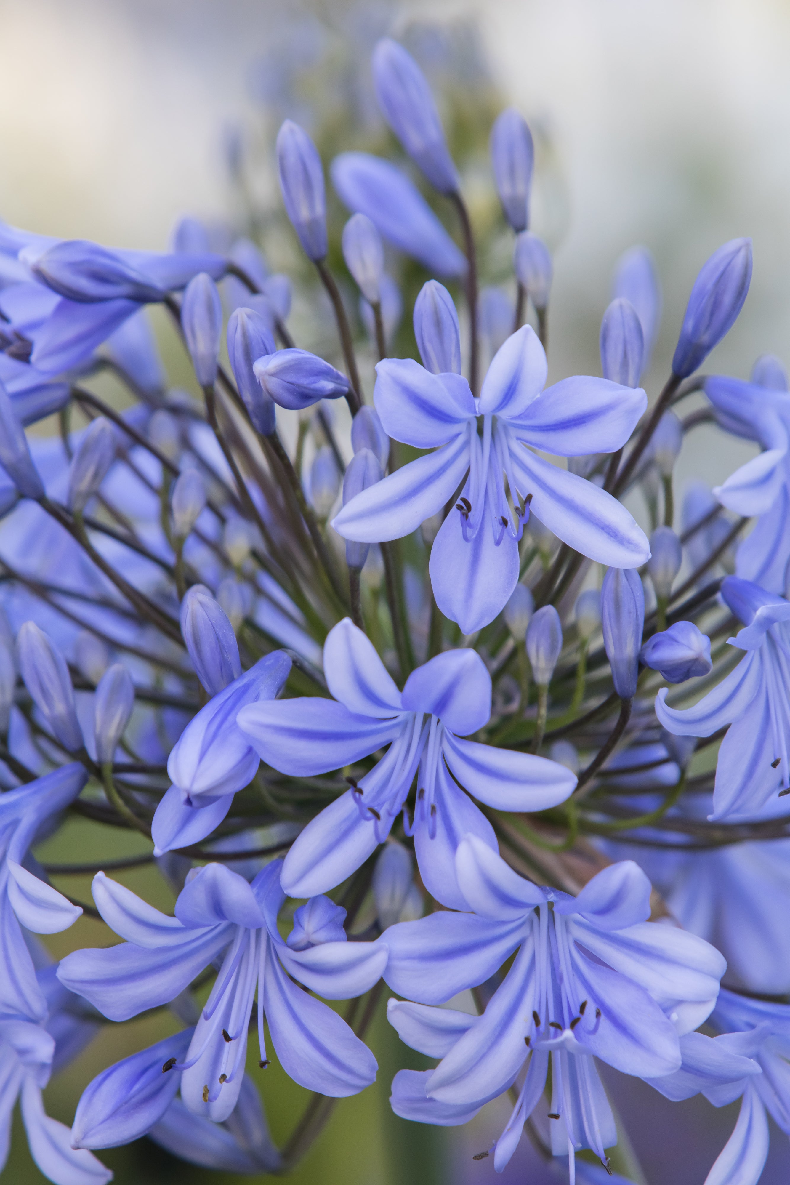 Agapanthus Lavender Haze