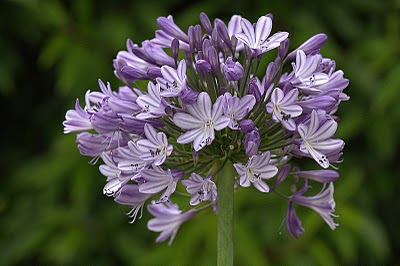 Agapanthus Megans Mauve