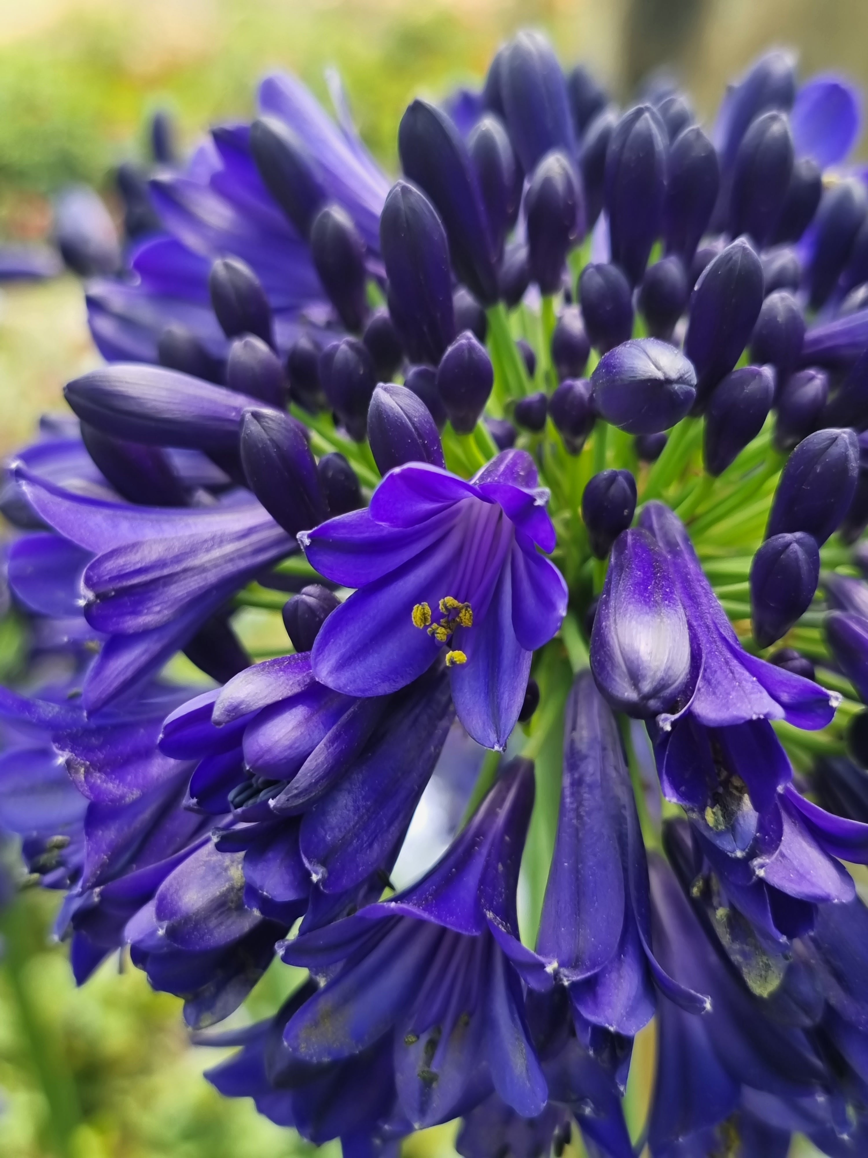 Agapanthus Midnight Sky