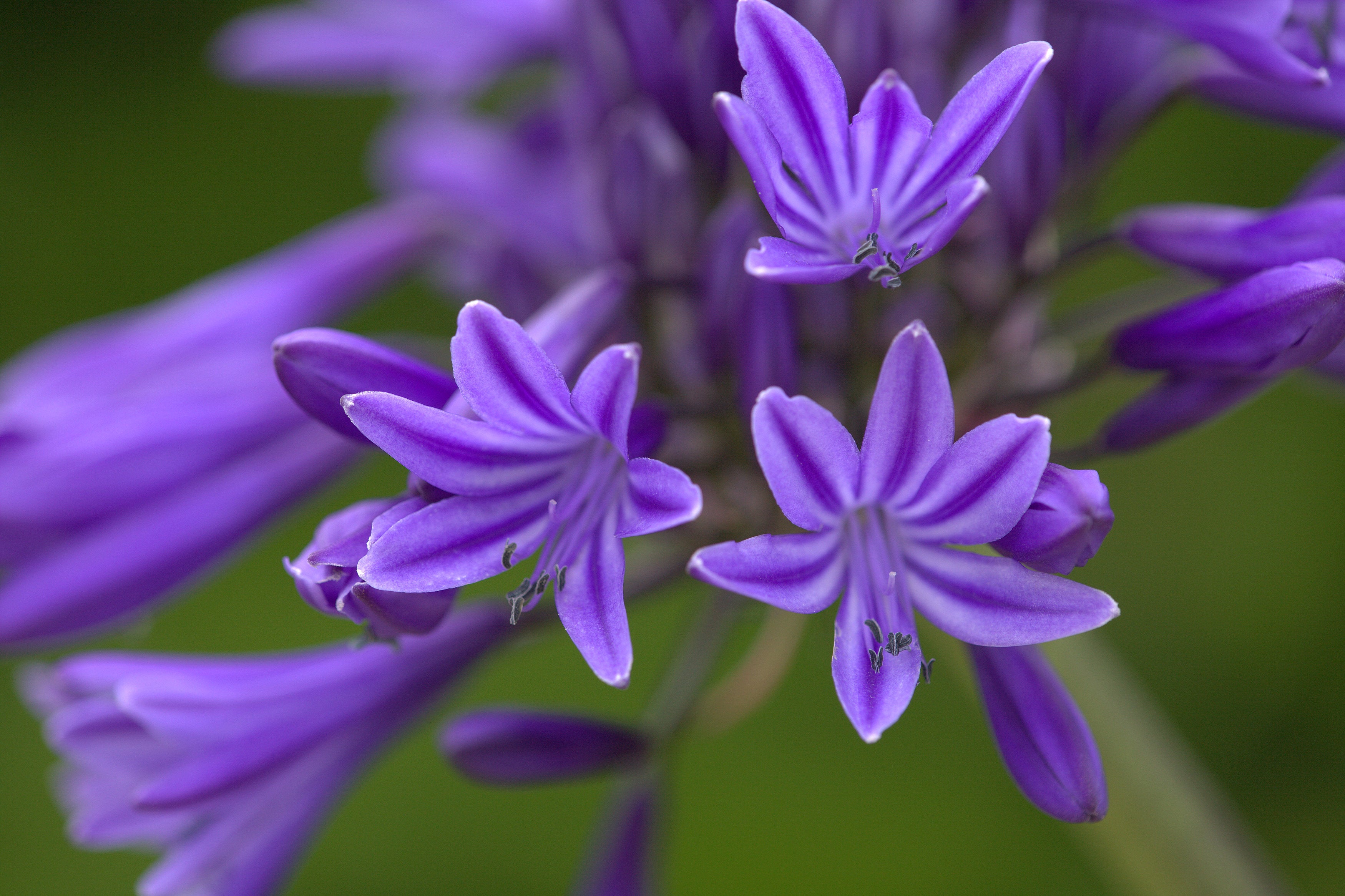 Agapanthus Navy Blue