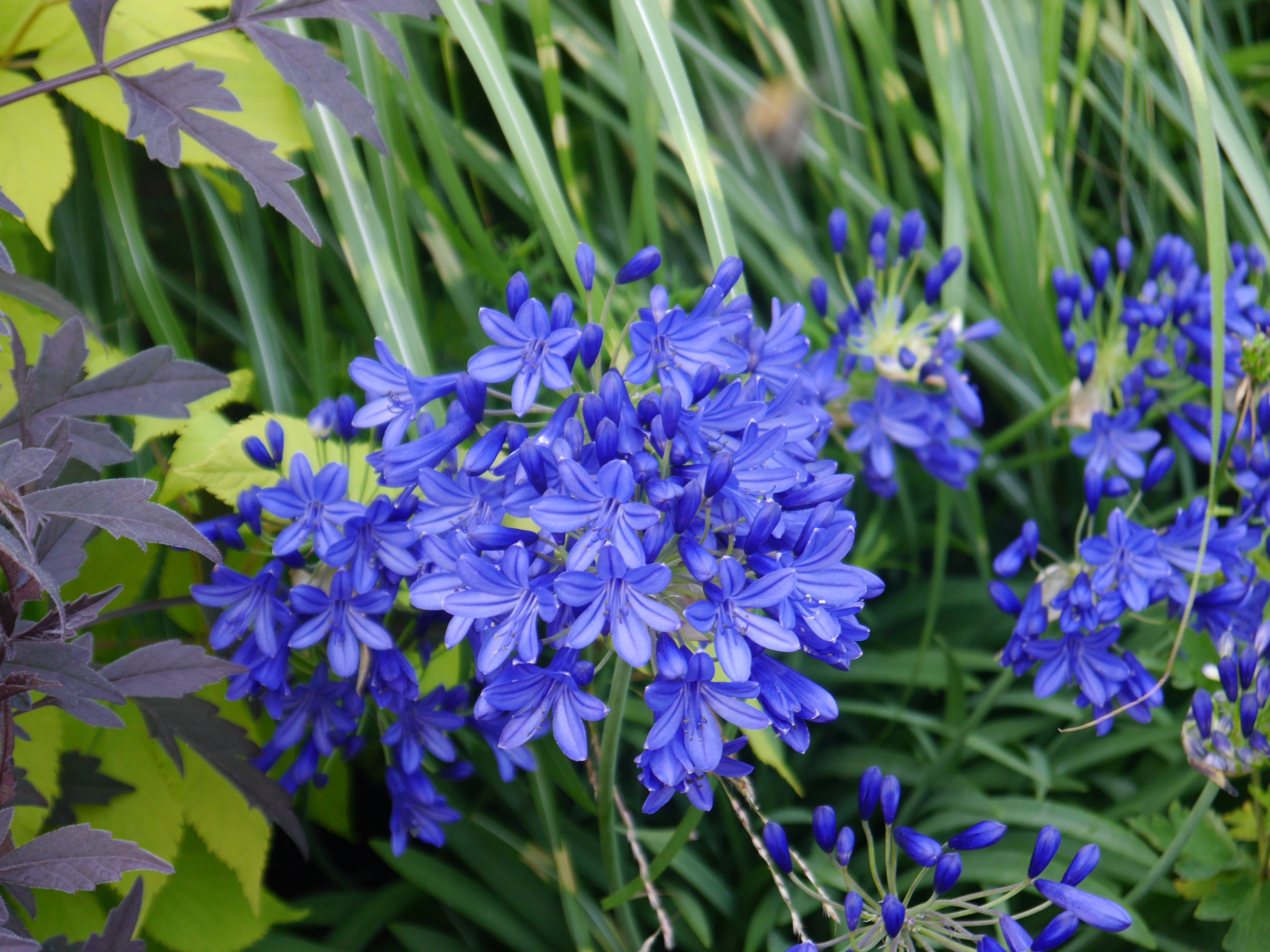 Agapanthus Northern Star