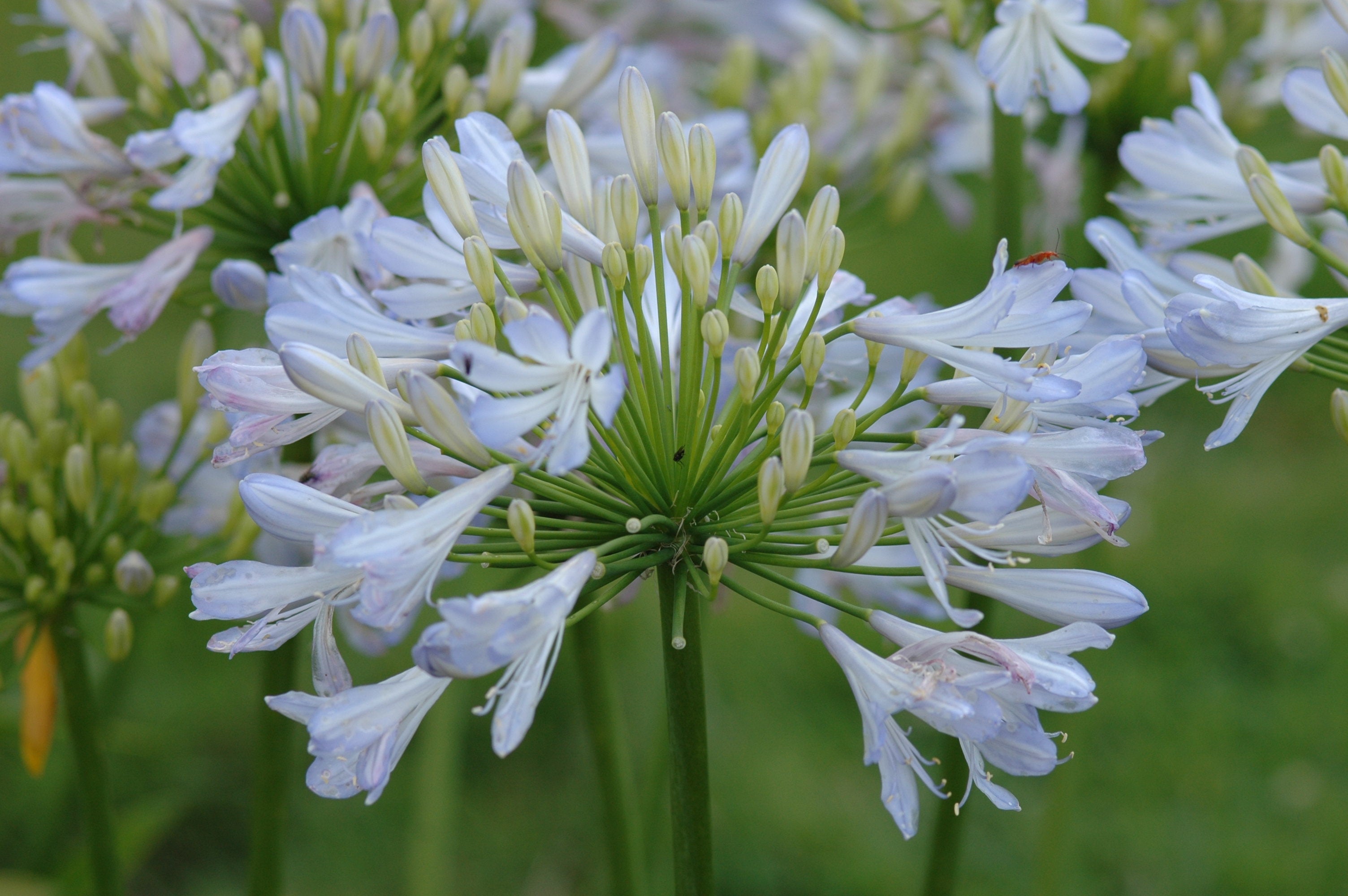 Agapanthus Phantom