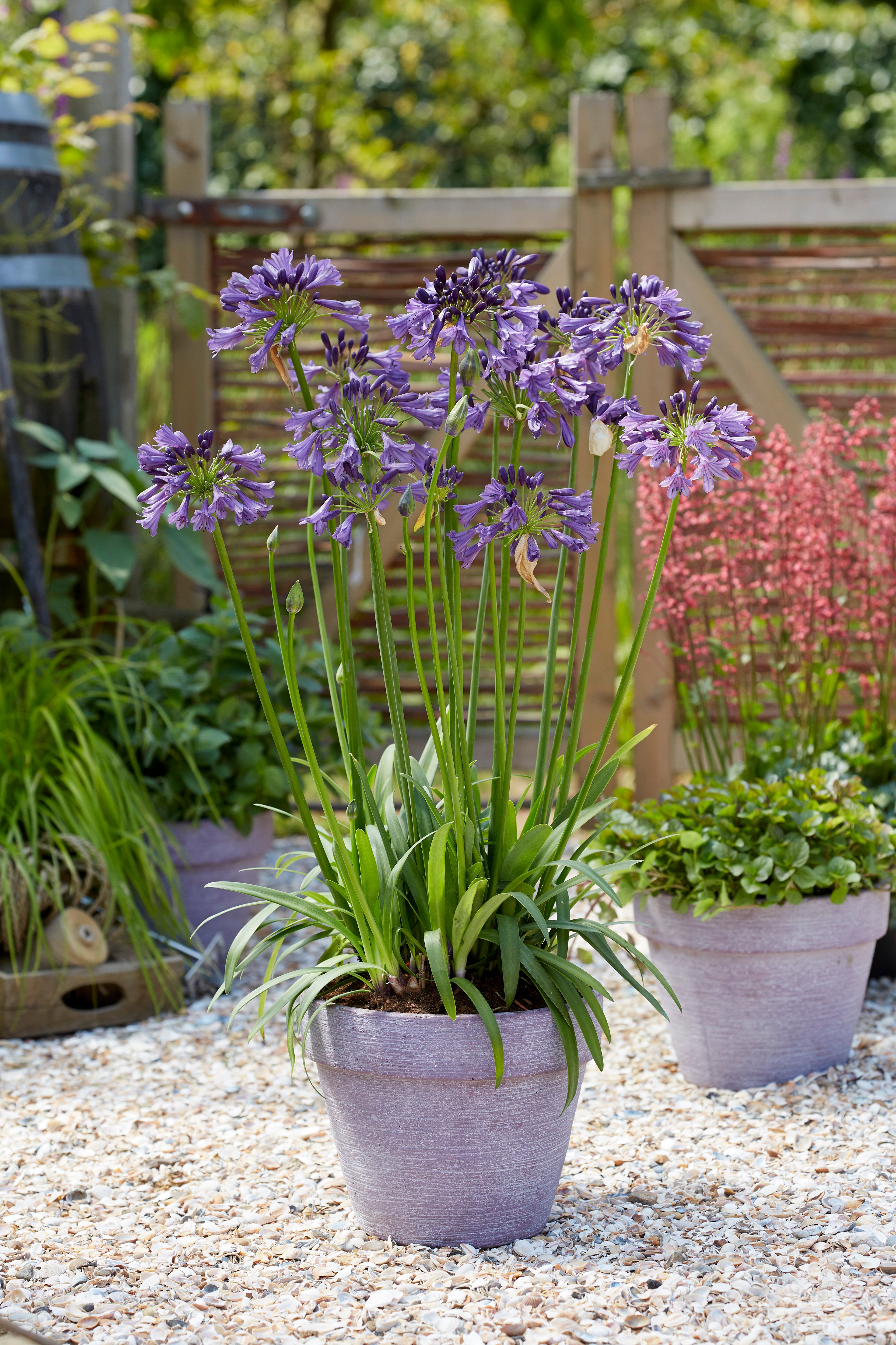 Agapanthus Poppin Purple