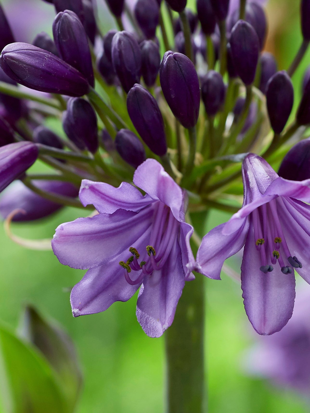 Agapanthus Poppin Purple