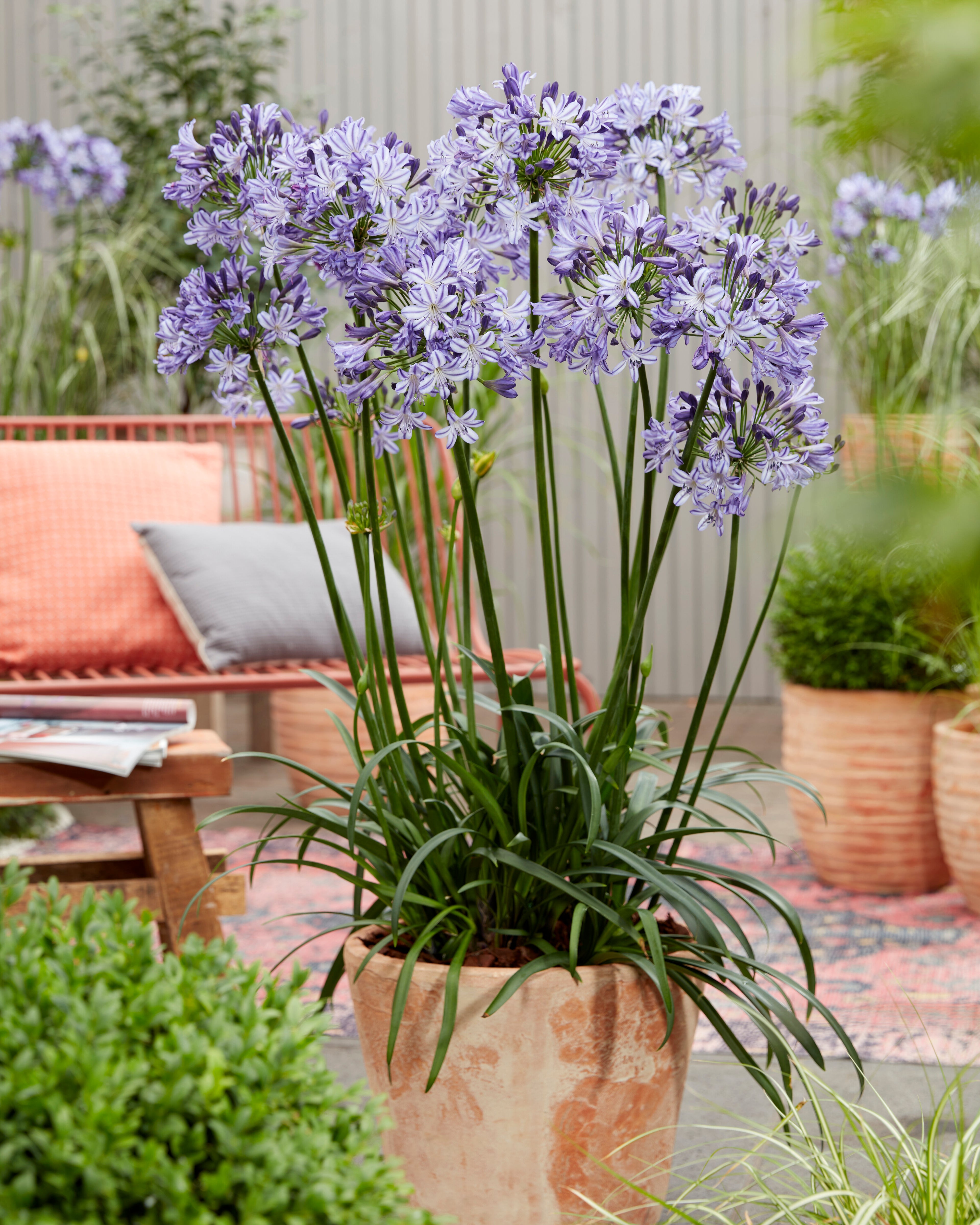 Agapanthus Poppin Star