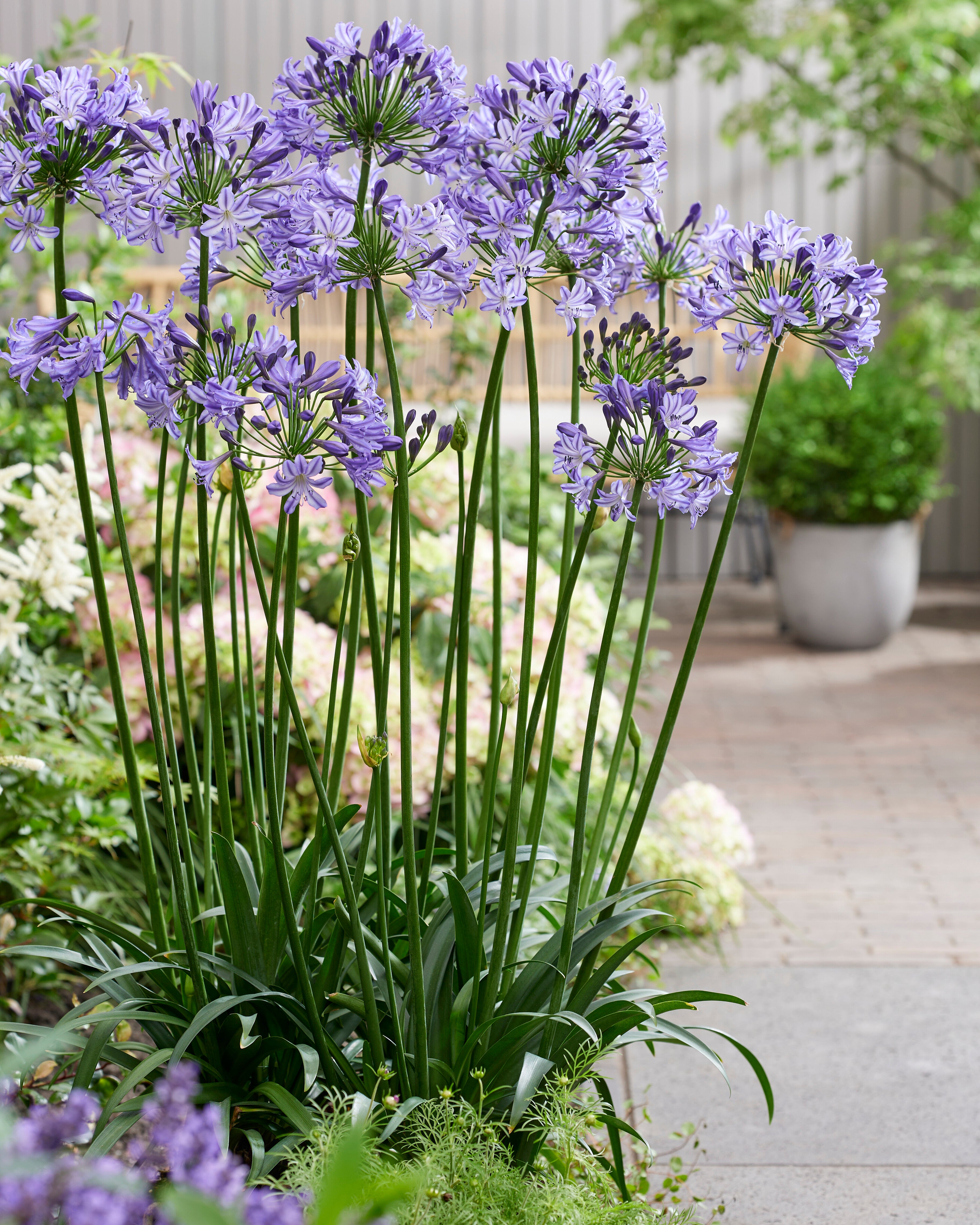 Agapanthus Poppin Star