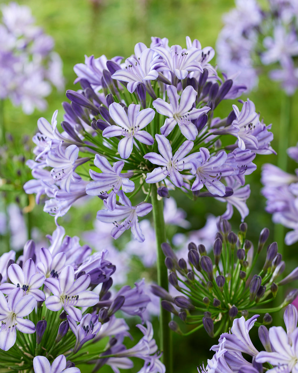 Agapanthus Poppin Star