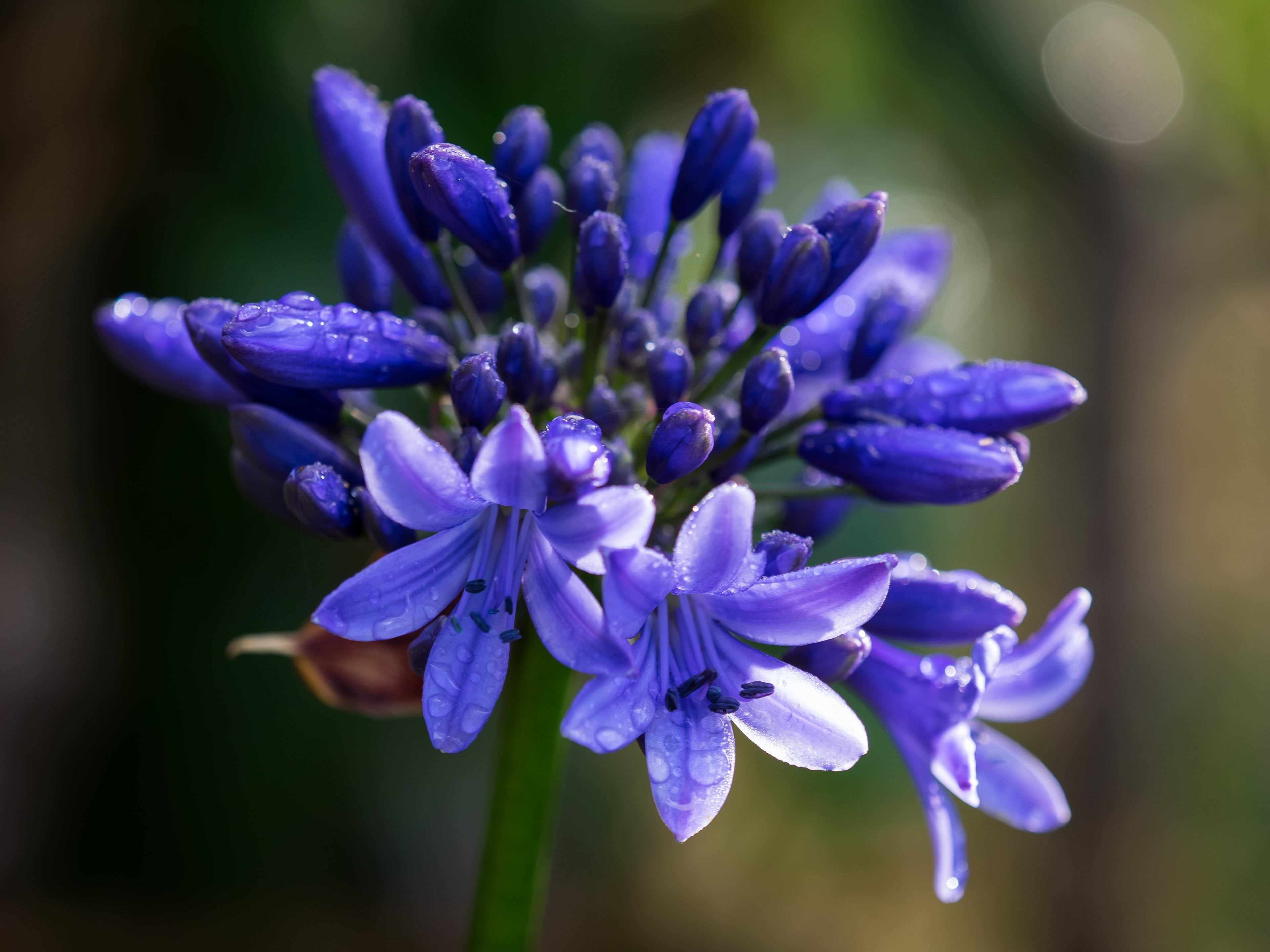 Agapanthus Pretty Heidy