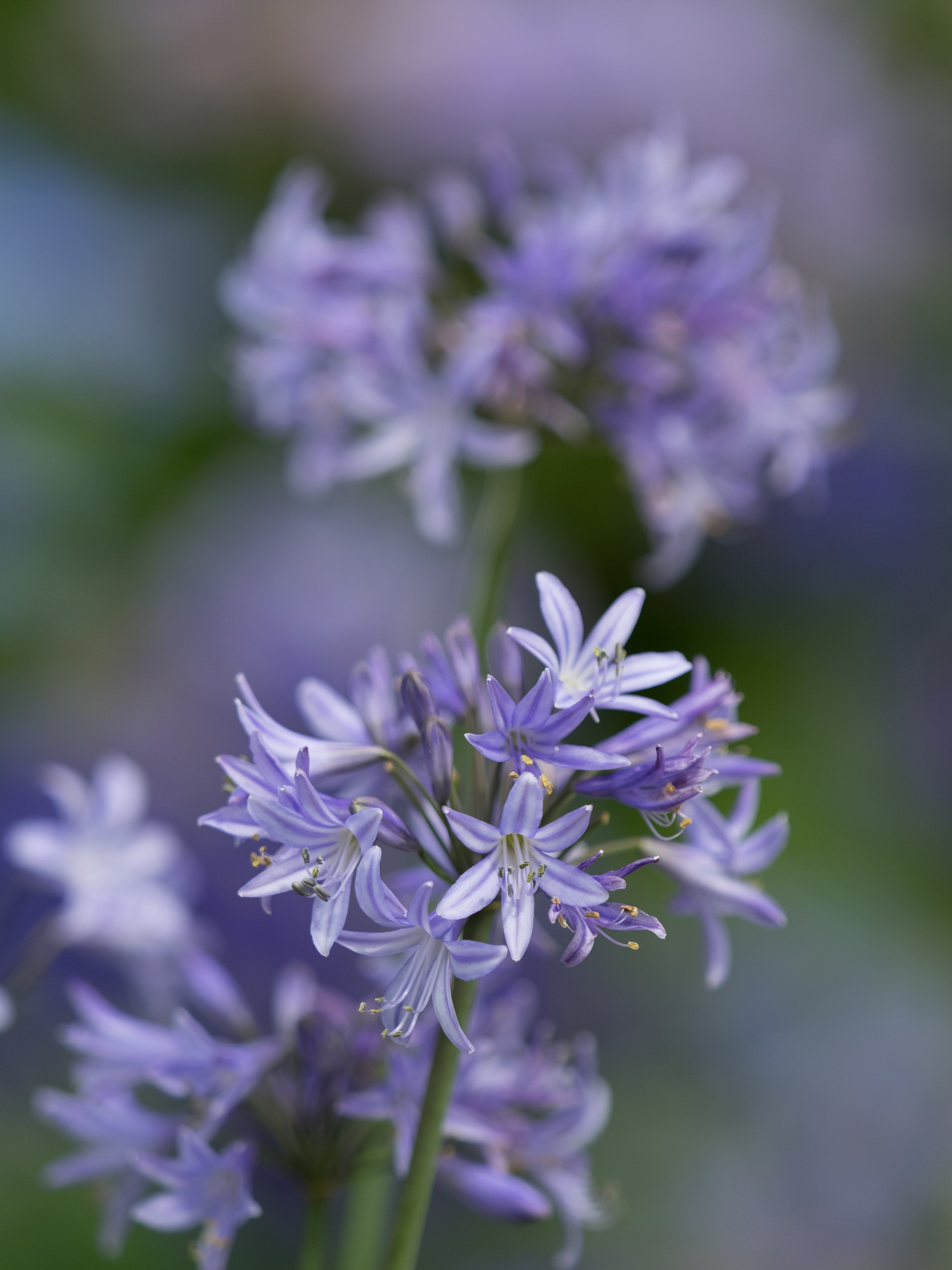Agapanthus Pretty Sandy
