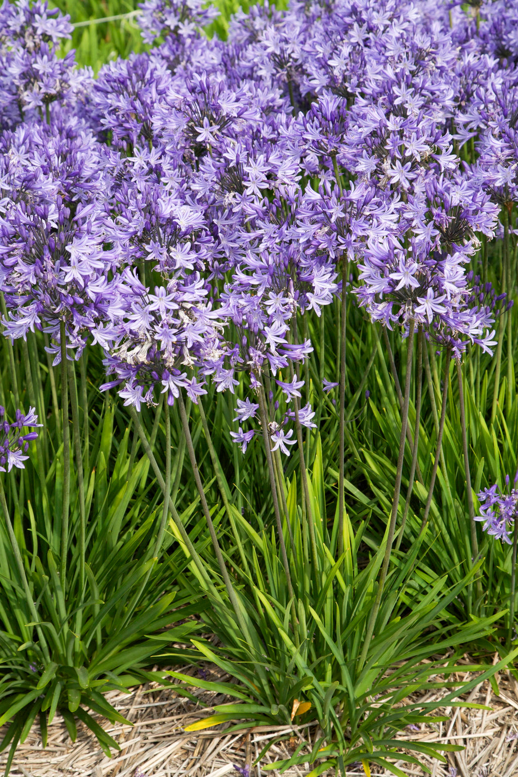 Agapanthus Pretty Sandy