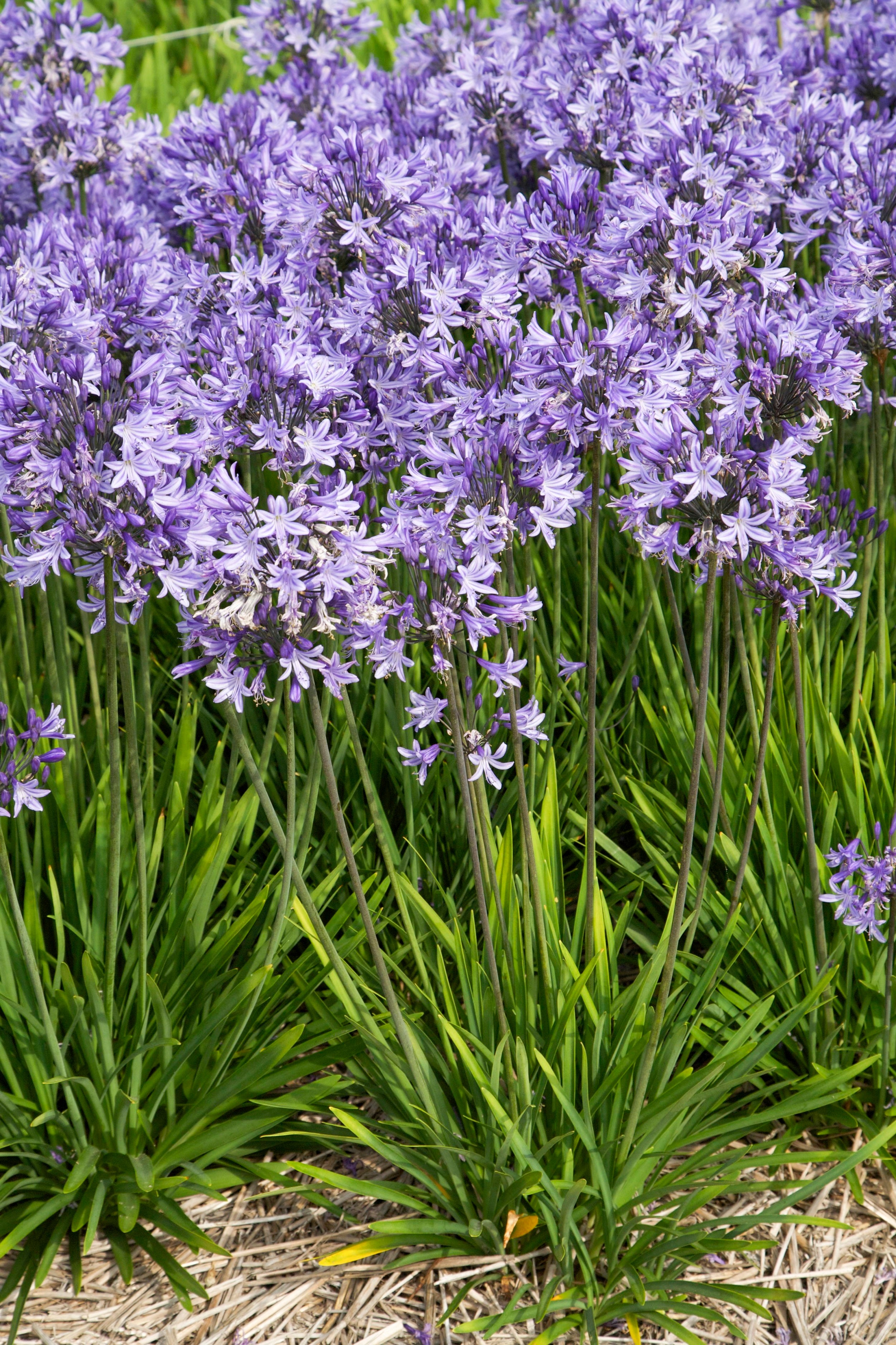Agapanthus Pretty Sandy