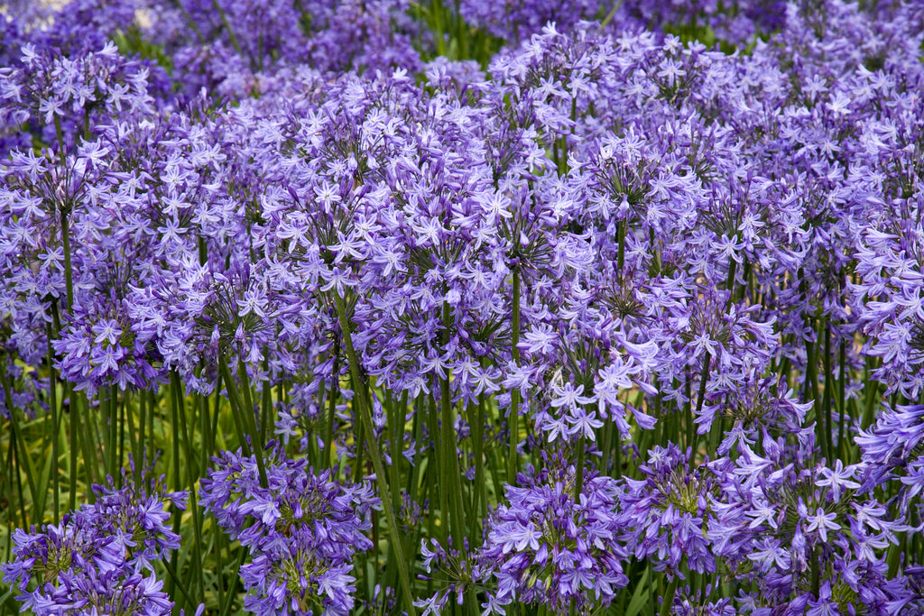 Agapanthus Pretty Sandy